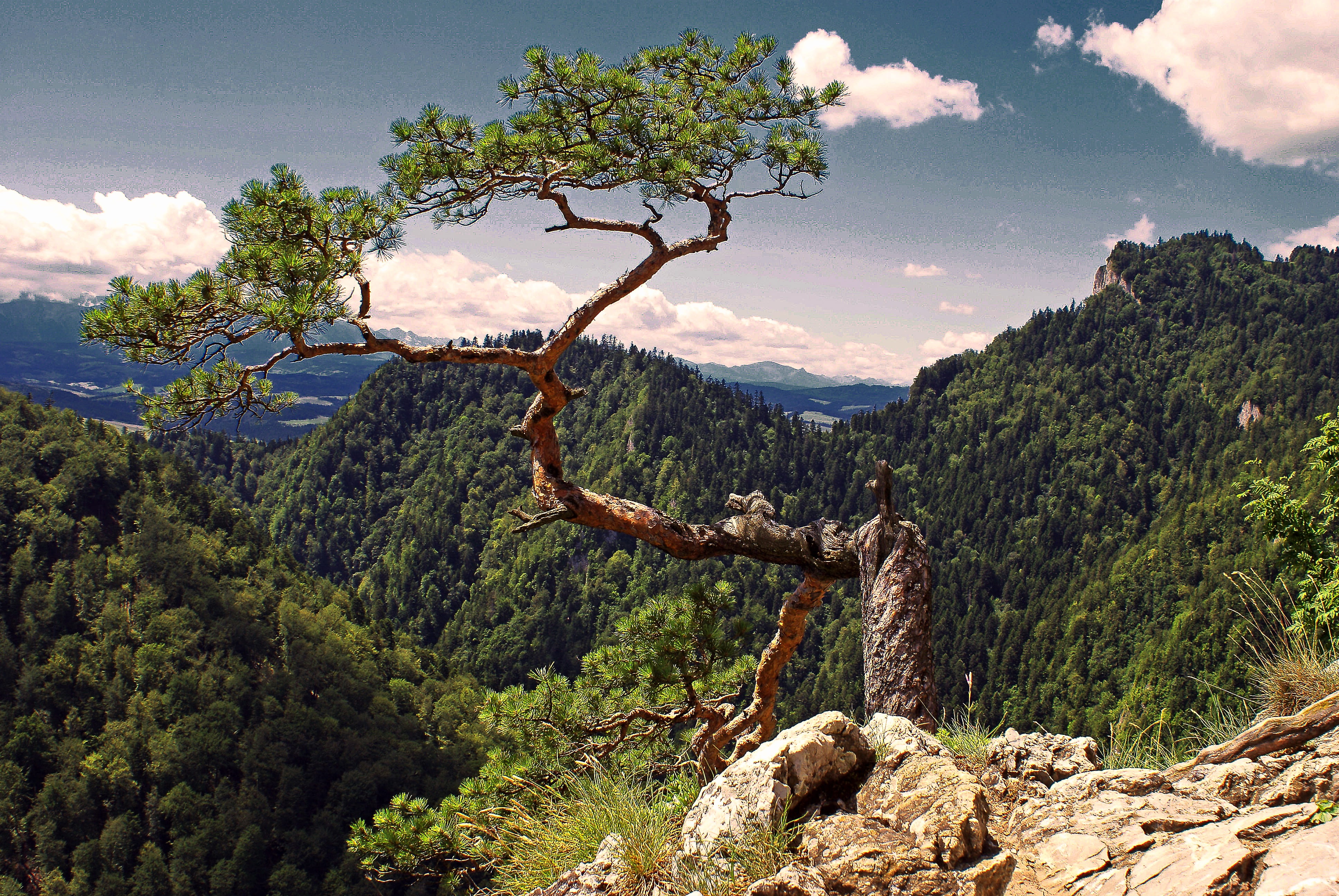 malopolska, the stones, pine, tree, rainforest, tranquility, mountains, top, environment, the prospect of, grass, mountain, figure, symbol, beauty in nature, HD Wallpaper