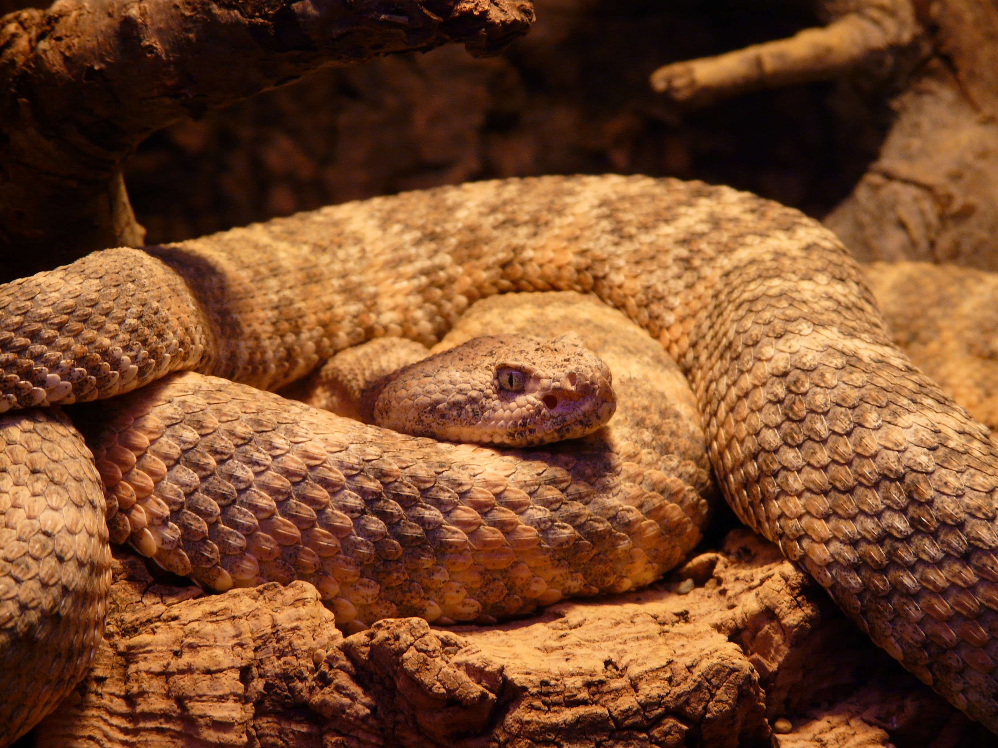 brown, animal scale, creepy, no people, close-up, tree, animals in captivity, dangerous, terrarium, vertebrate, scary, reptile, view, sneaky, snake, evil, HD Wallpaper