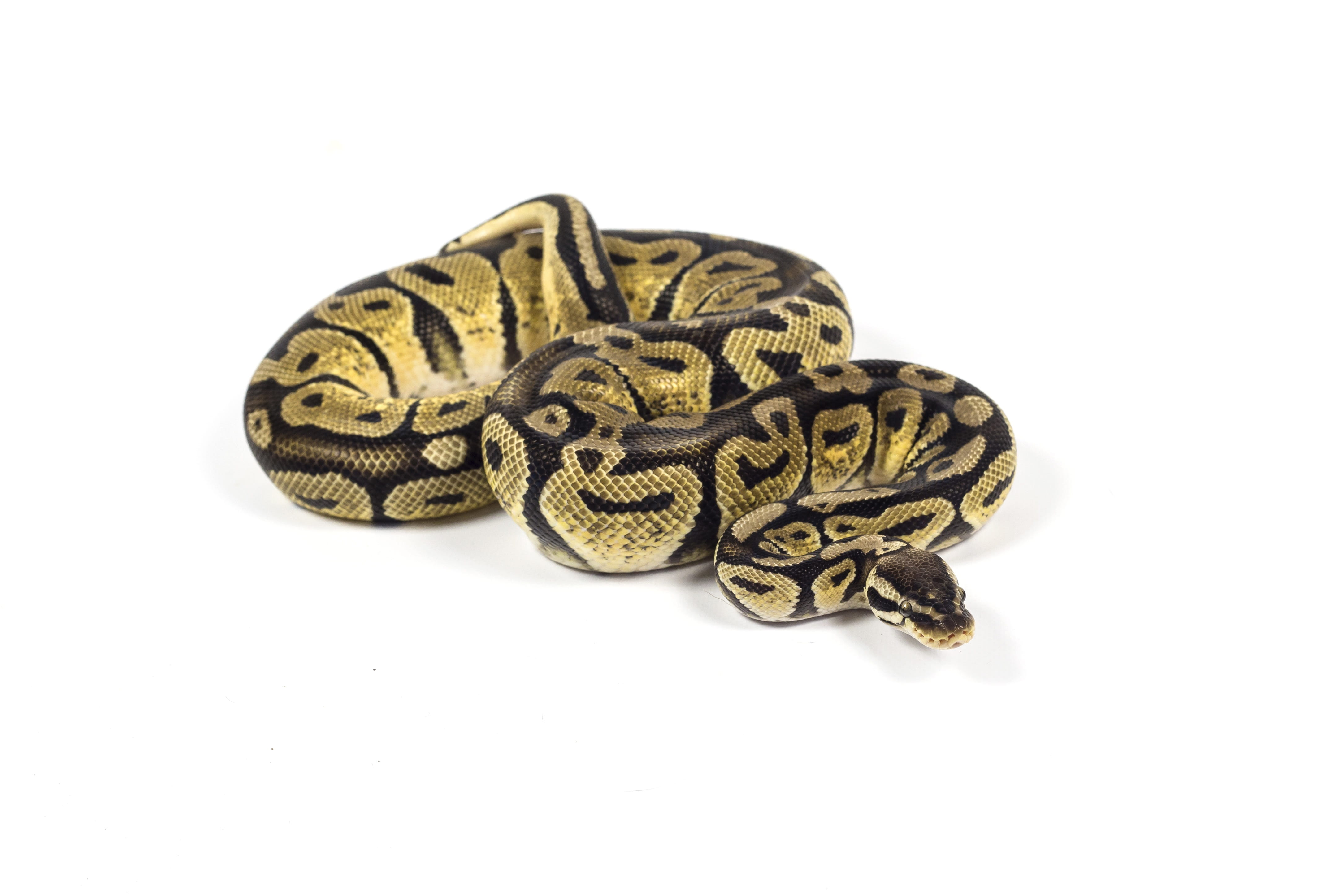 animals in the wild, python, indoors, shape, snake, studio shot, copy space, still life, white background, yellow, close-up, design, animal themes, single object, HD Wallpaper
