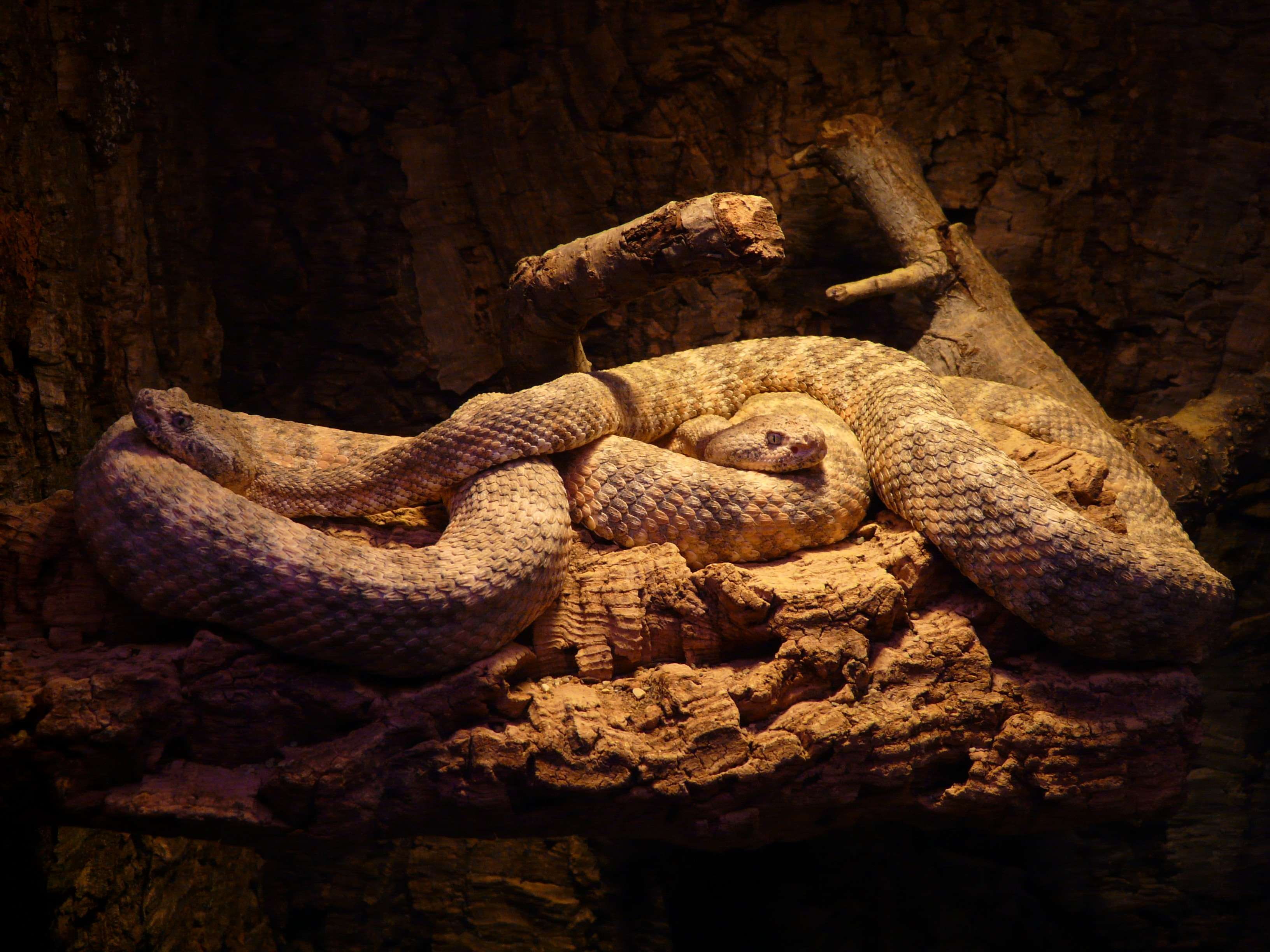 animal, rock, one animal, nature, snake, animal themes, crotalus mitchellii, 2K, animal wildlife, poisonous, full length, sign, indoors, solid, no people, HD Wallpaper