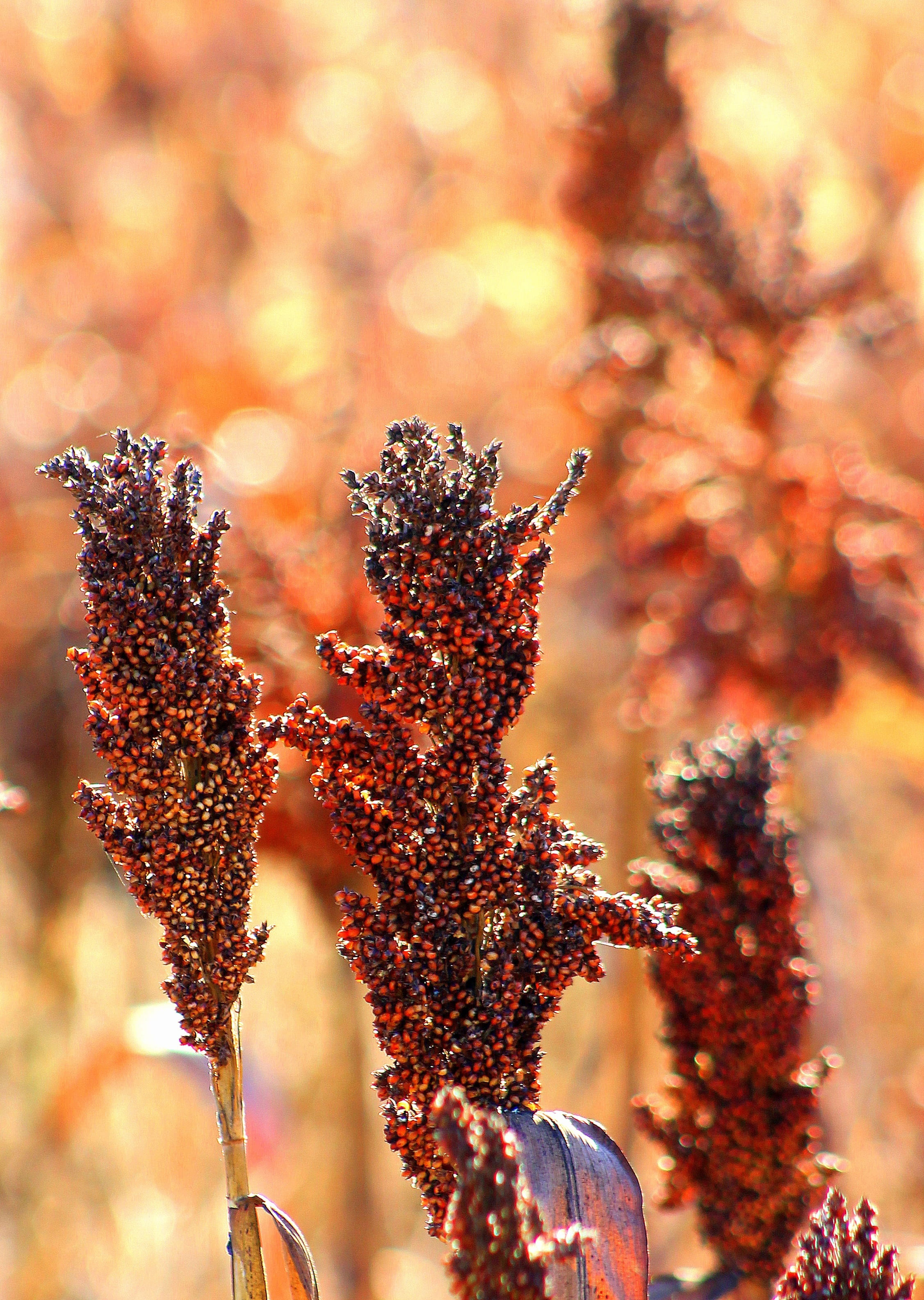 2K, fragility, crop, selective, sunlight, field, seed, flowering plant, closeup, lavender, day, growth, cereal, outdoors, vulnerability, harvest, tree, Phone HD Wallpaper