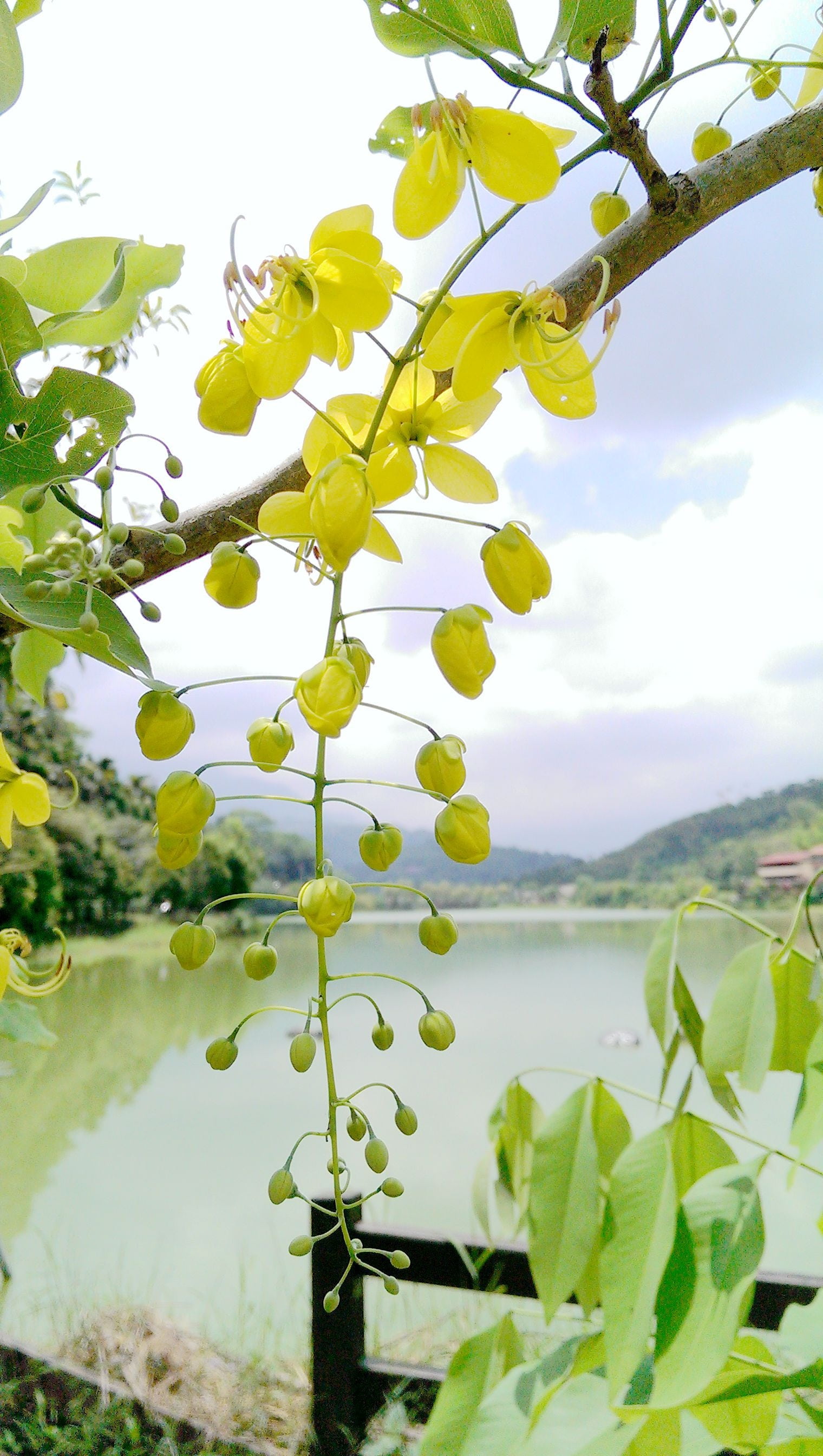 tree, kim woo, outdoors, no people, focus on foreground, tranquility, branch, cassia, freshness, 2K, leaves, food and drink, sausage tree, agriculture, Phone HD Wallpaper
