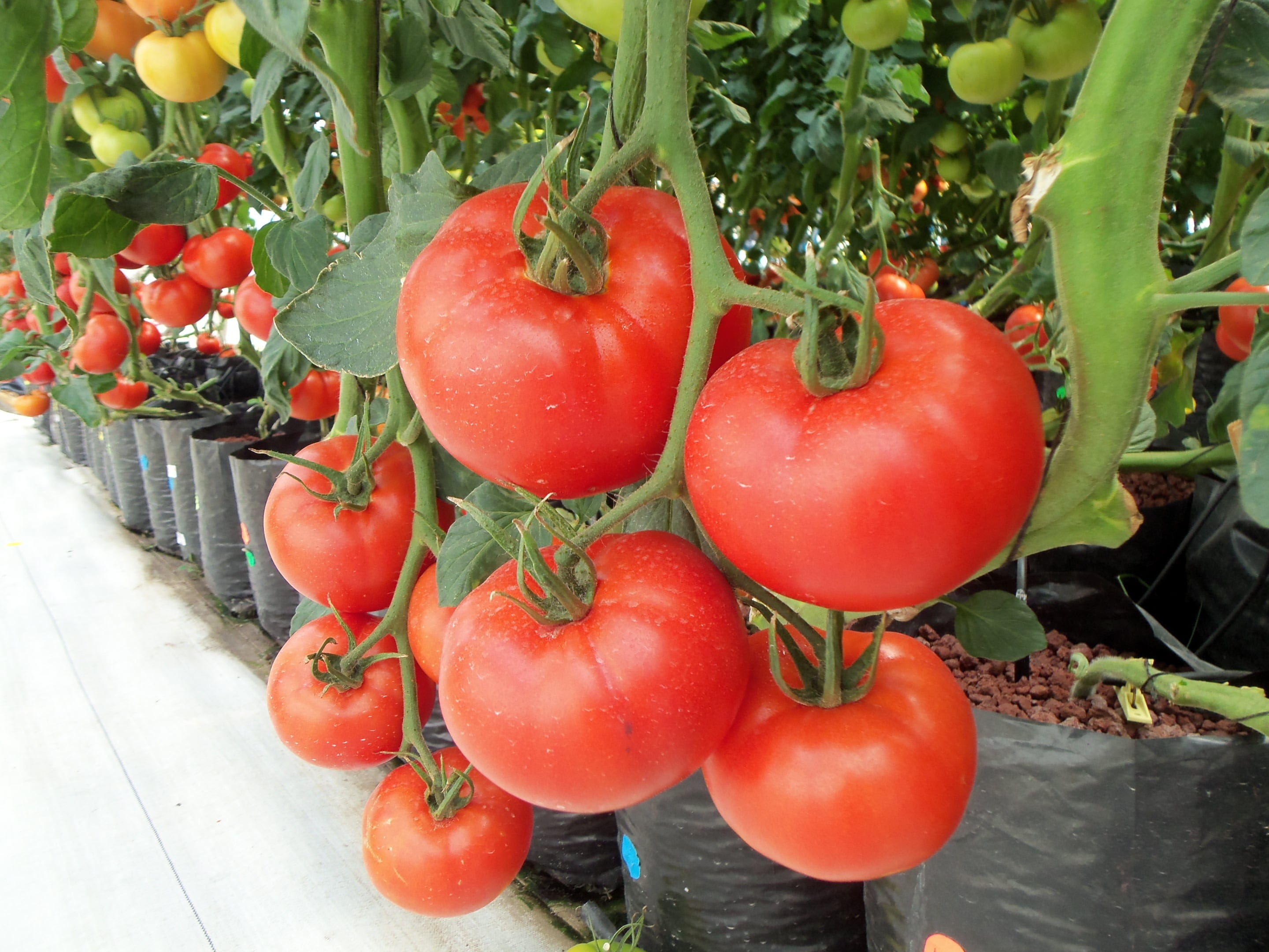 food, green hause, tomatoes, pepper, freshness, greenhouse, outdoors, food and drink, wellbeing, organic, close-up, tomato, no people, growth, tomatoe, HD Wallpaper