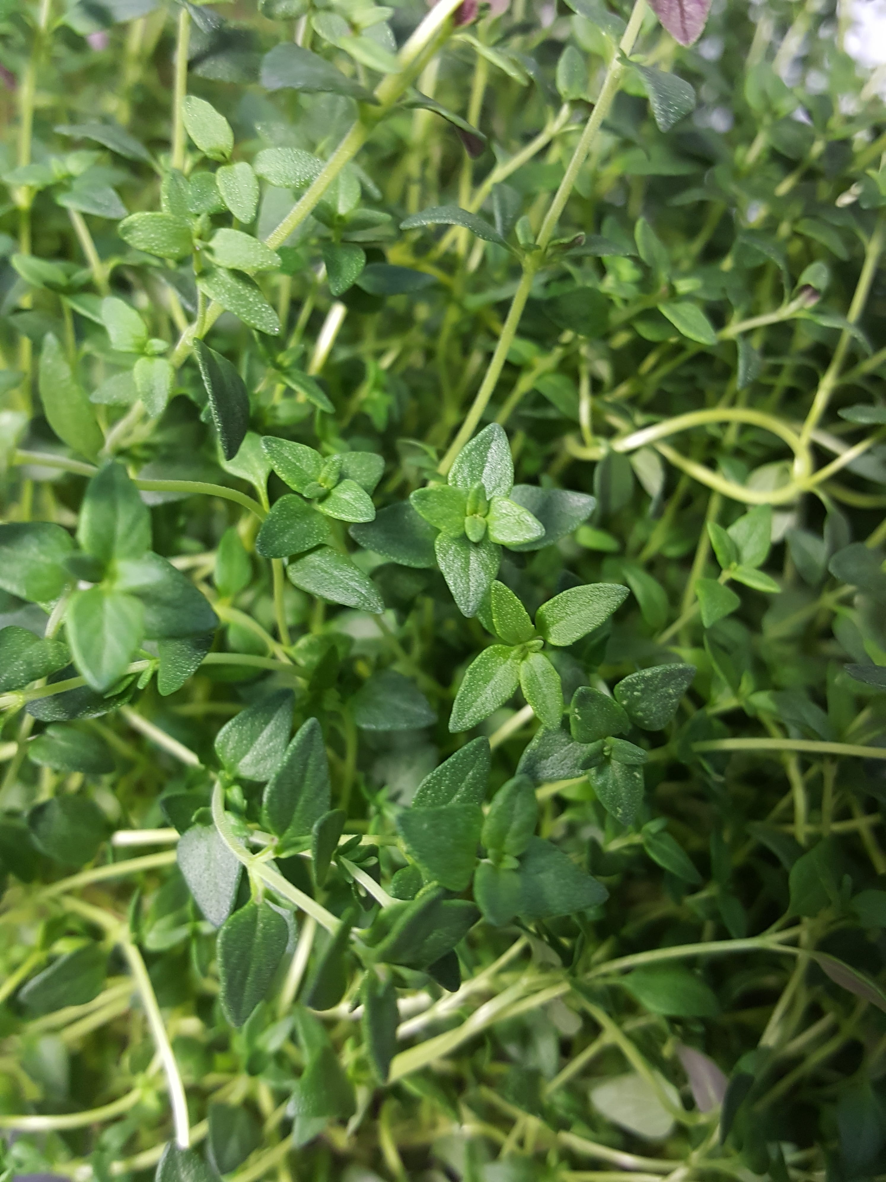 high angle view, thyme, herb, growth, freshness, full frame, outdoors, beauty in nature, focus on foreground, indoor, plant part, no people, day, vegetable, Phone HD Wallpaper