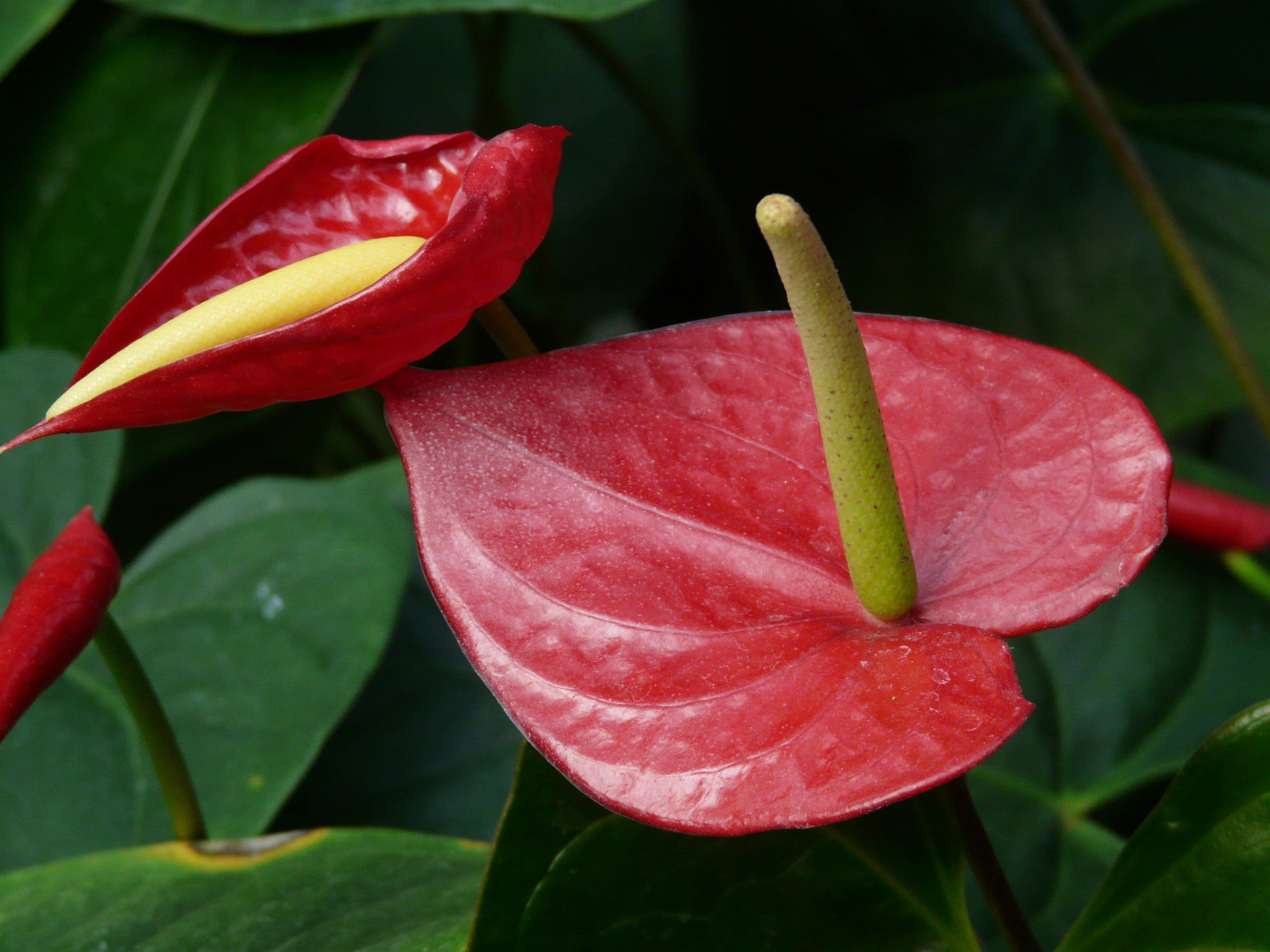 vulnerability, flowering plant, plant part, red, no people, plant, close-up, nature, Kleine, growth, kleine flamingoblume, flamingoblume, ornamental plant, HD Wallpaper