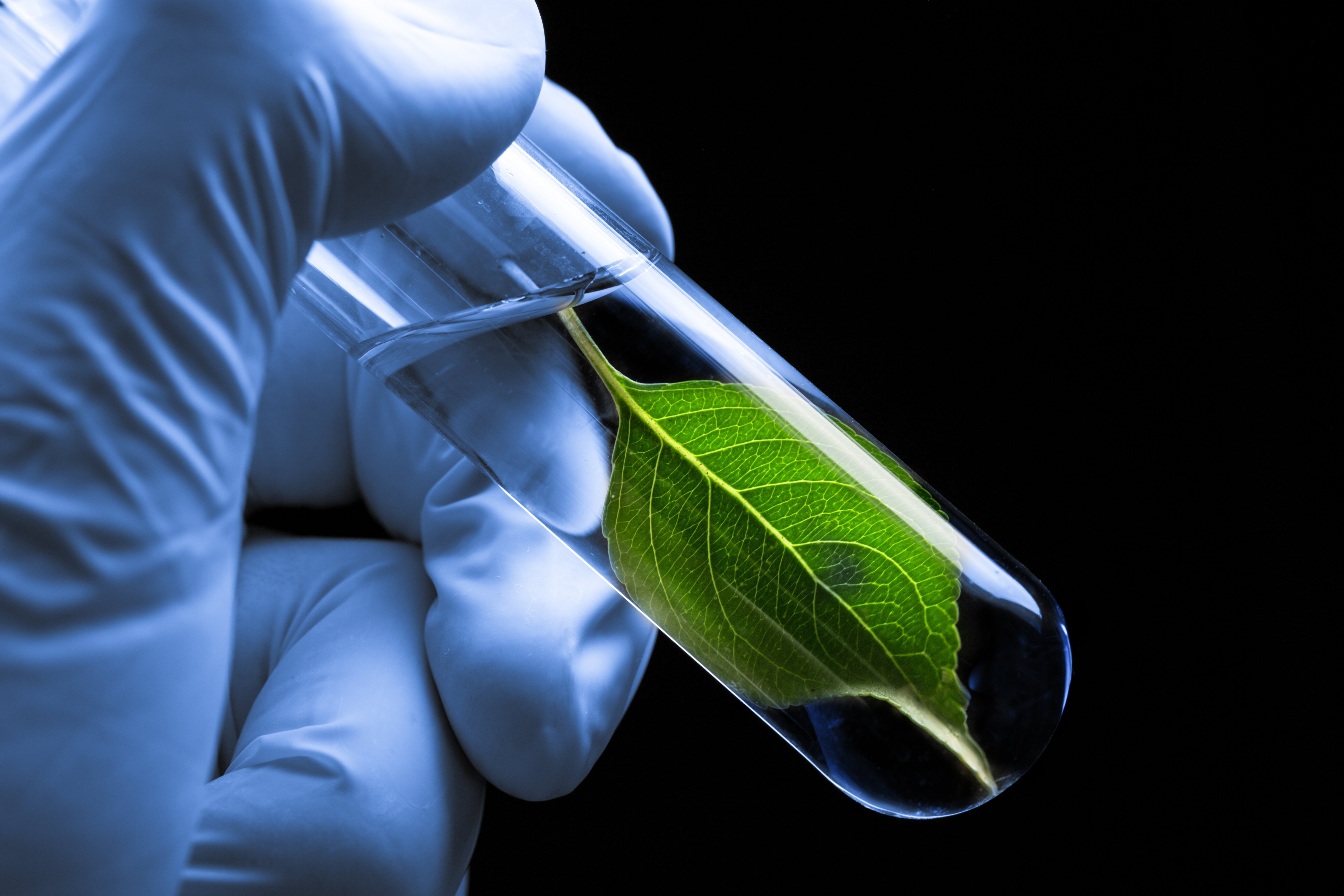5K, black background, scientific experiment, indoors, flask, plant part, studio shot, healthcare and medicine, analyzing, human hand, research, holding, HD Wallpaper