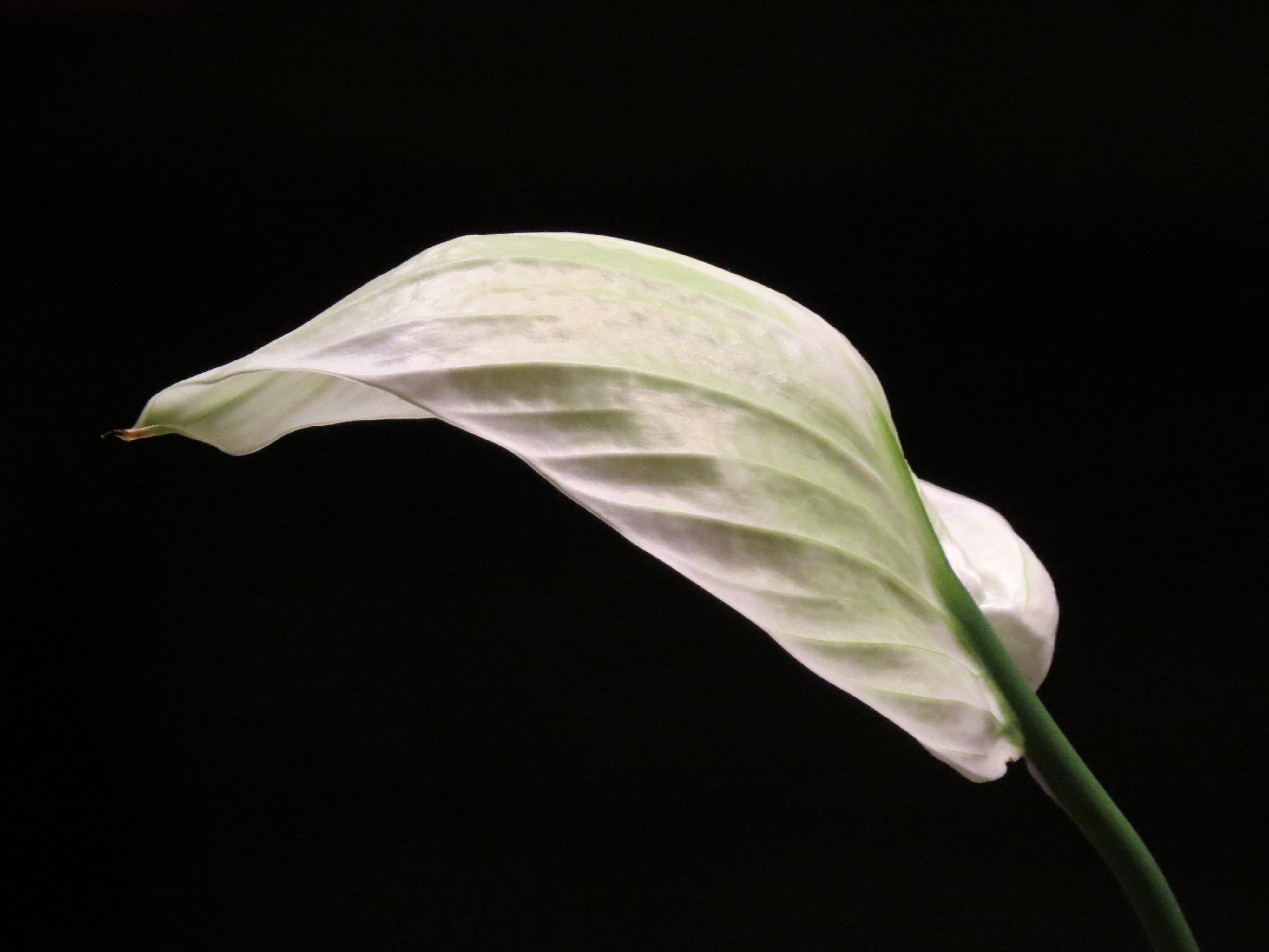 exotic, 4K, studio shot, peace lily, flower, vulnerability, bloom, close-up, plank, indoors, flower flask, tropical, Leaf, nature, white color, freshness, HD Wallpaper