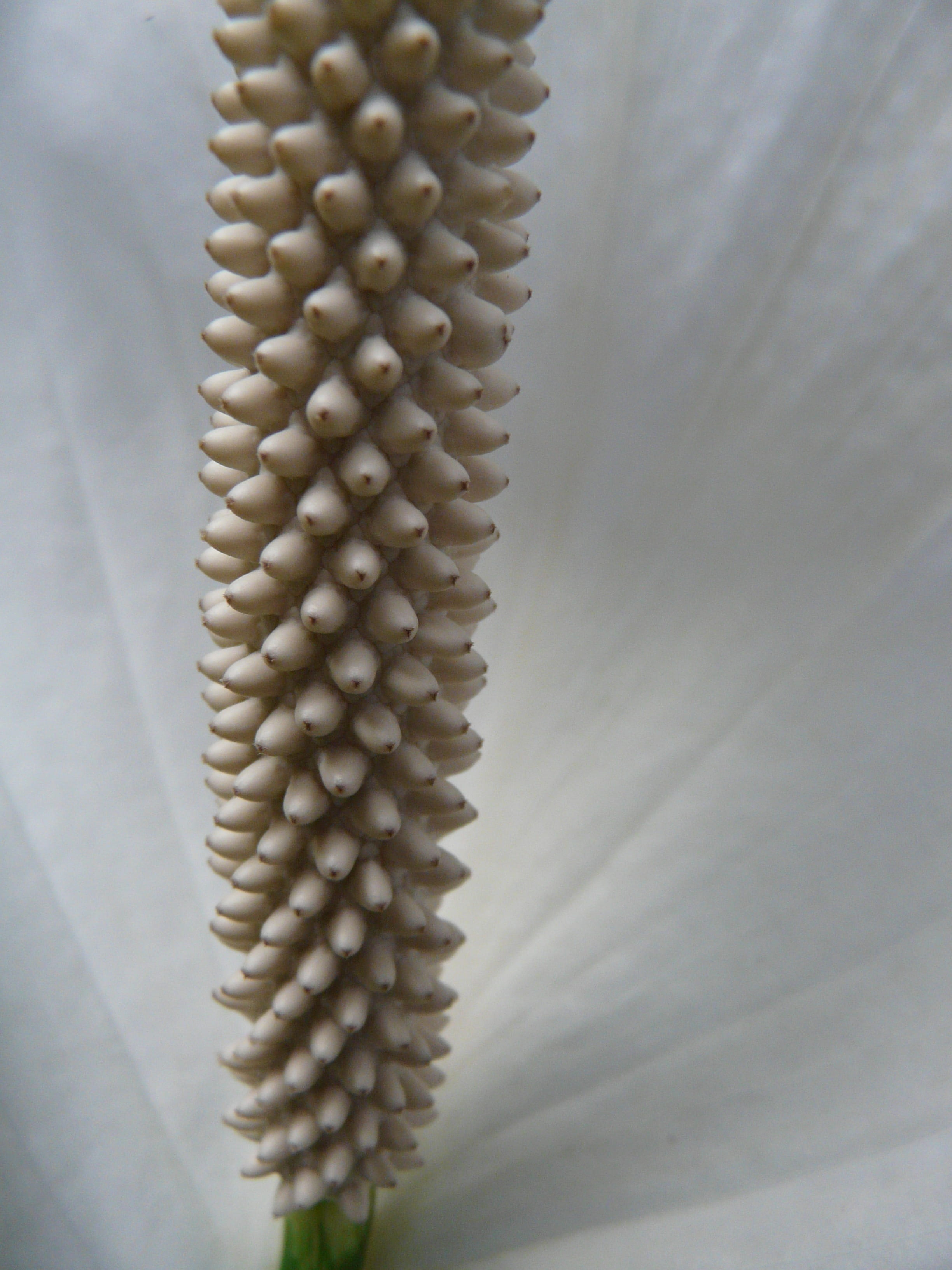 spathiphyllum, vaginal sheet, inflorescence, page banner, close-up, plank, Exotic, no people, beauty in nature, large group of objects, raw food, indoors, Phone HD Wallpaper