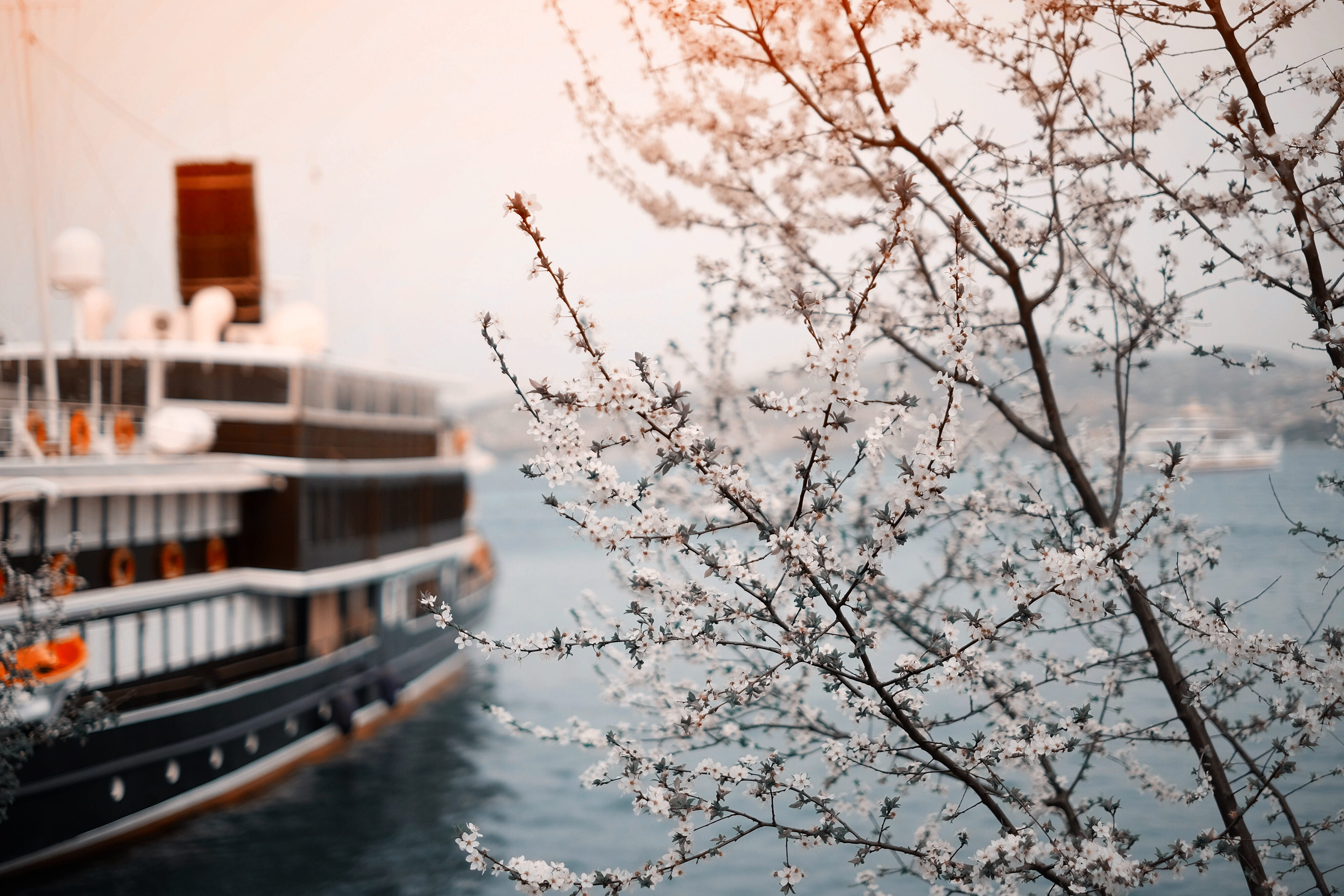 body, outdoors, branch, focus on foreground, canal, flowering plant, nautical vessel, transportation, day, boat, nature, architecture, shallow, springtime, HD Wallpaper