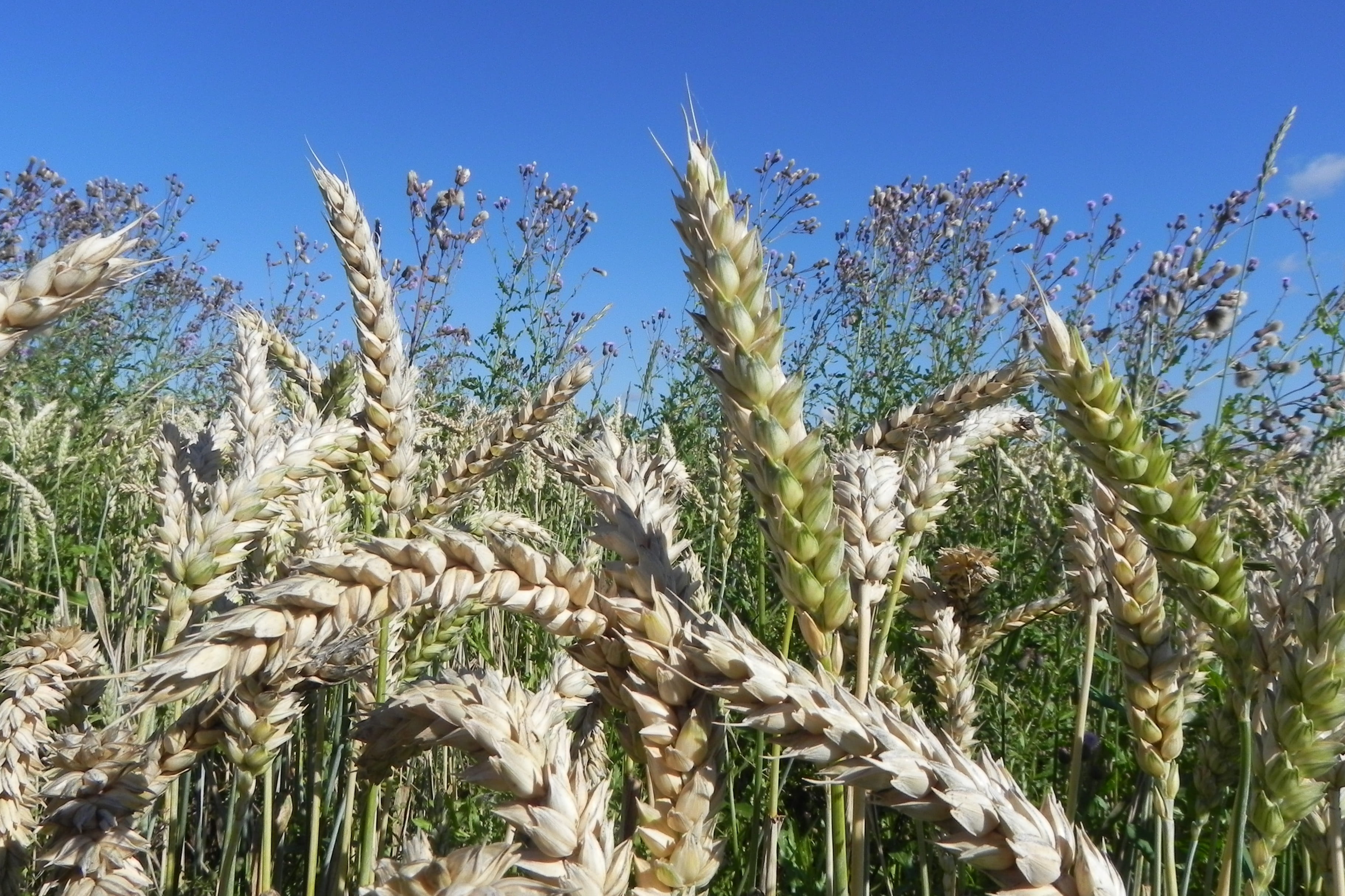 nature, sky, blue, field, Spike, close-up, day, plant, Cereals, farm, clear sky, landscape, summer, wheat spike, Wheat, no people, grain, tranquility, wheat field, HD Wallpaper