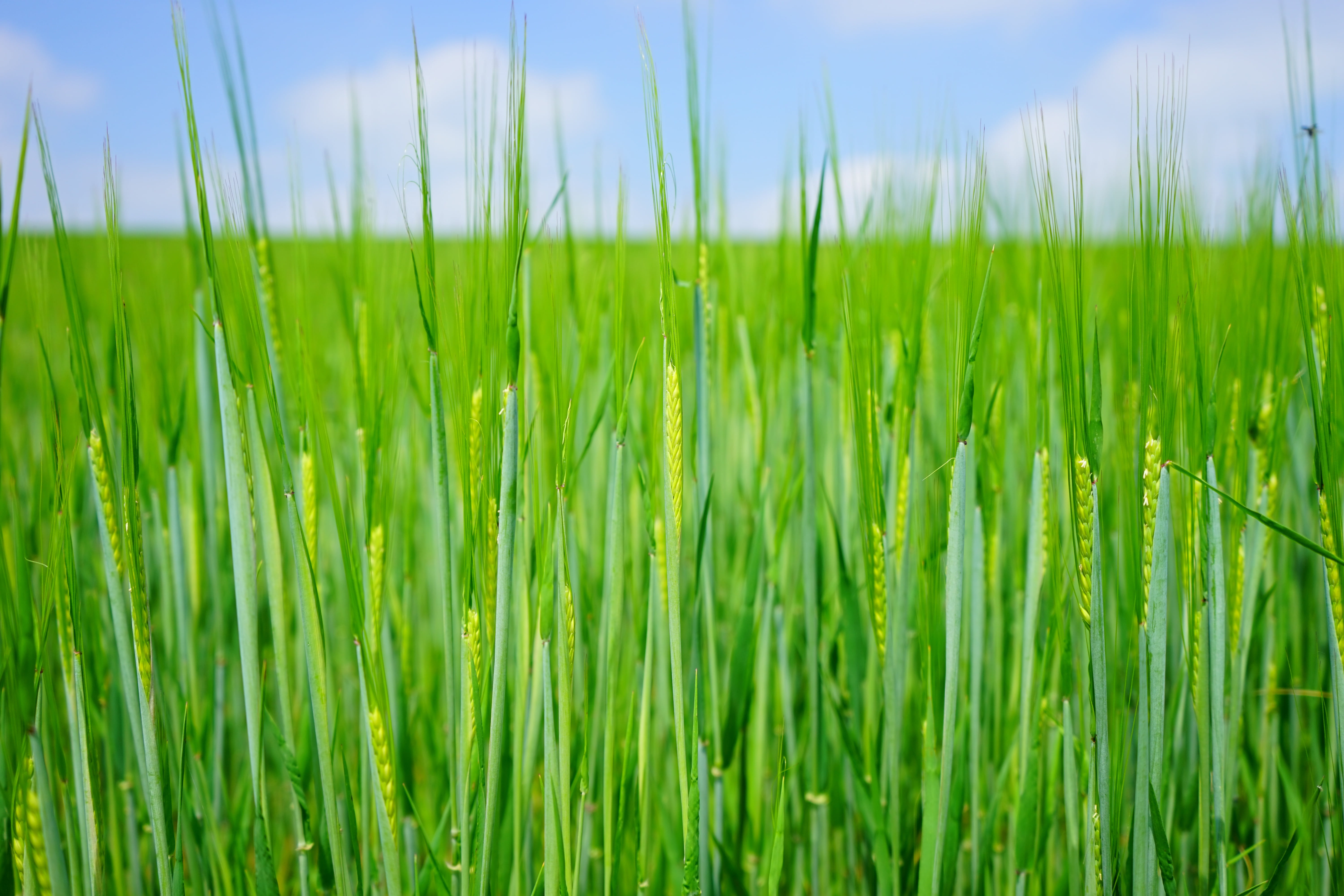 halm, grain, field, crop, no people, poaceae, summer, corn ear, grass, plant, triticum aestivum, backgrounds, freshness, meadow, agricultural economics, HD Wallpaper