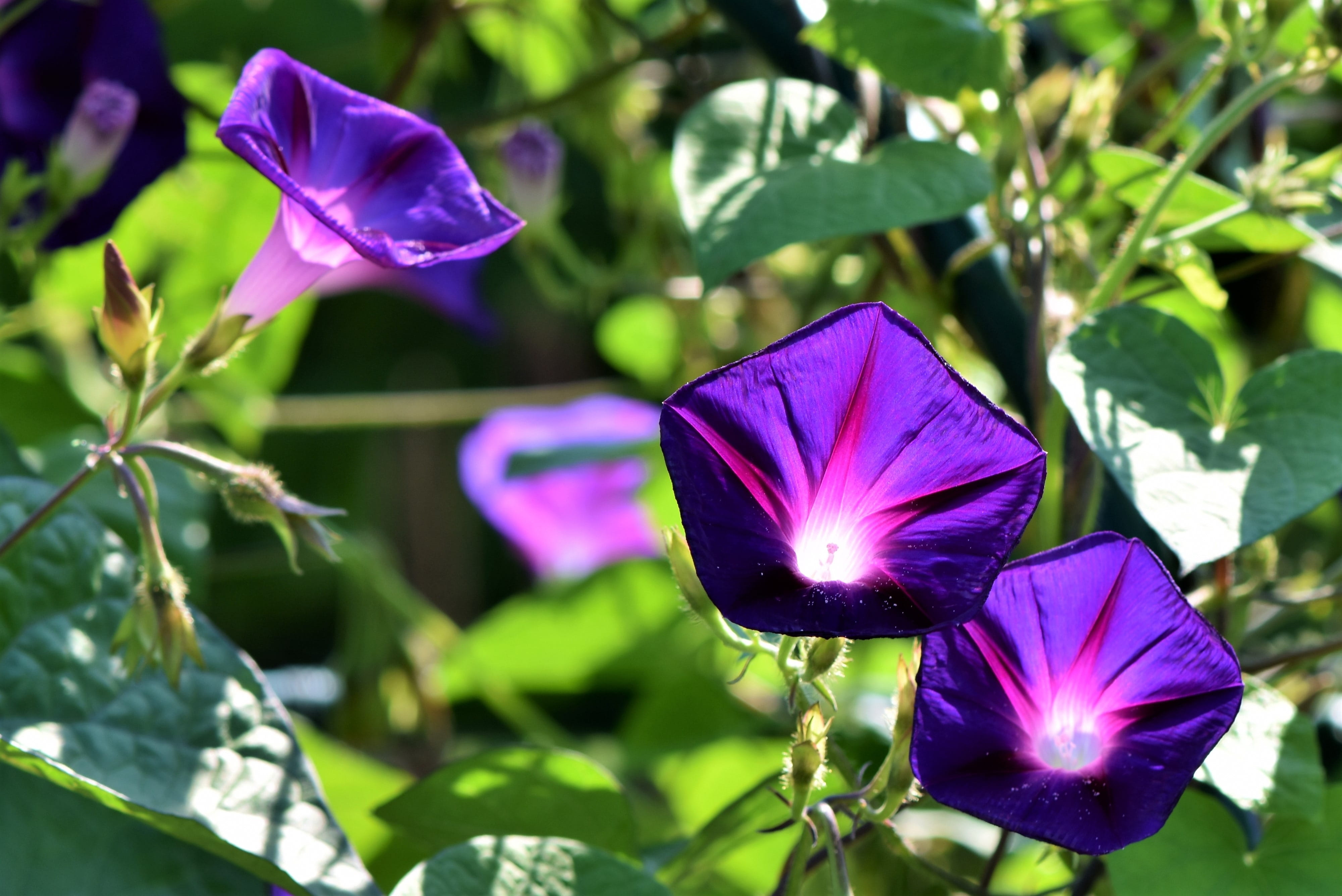 vulnerability, purple, close-up, focus on foreground, no people, plant part, flower, day, plant, 4K, nature, butterfly - insect, blossom, funnel thread, HD Wallpaper