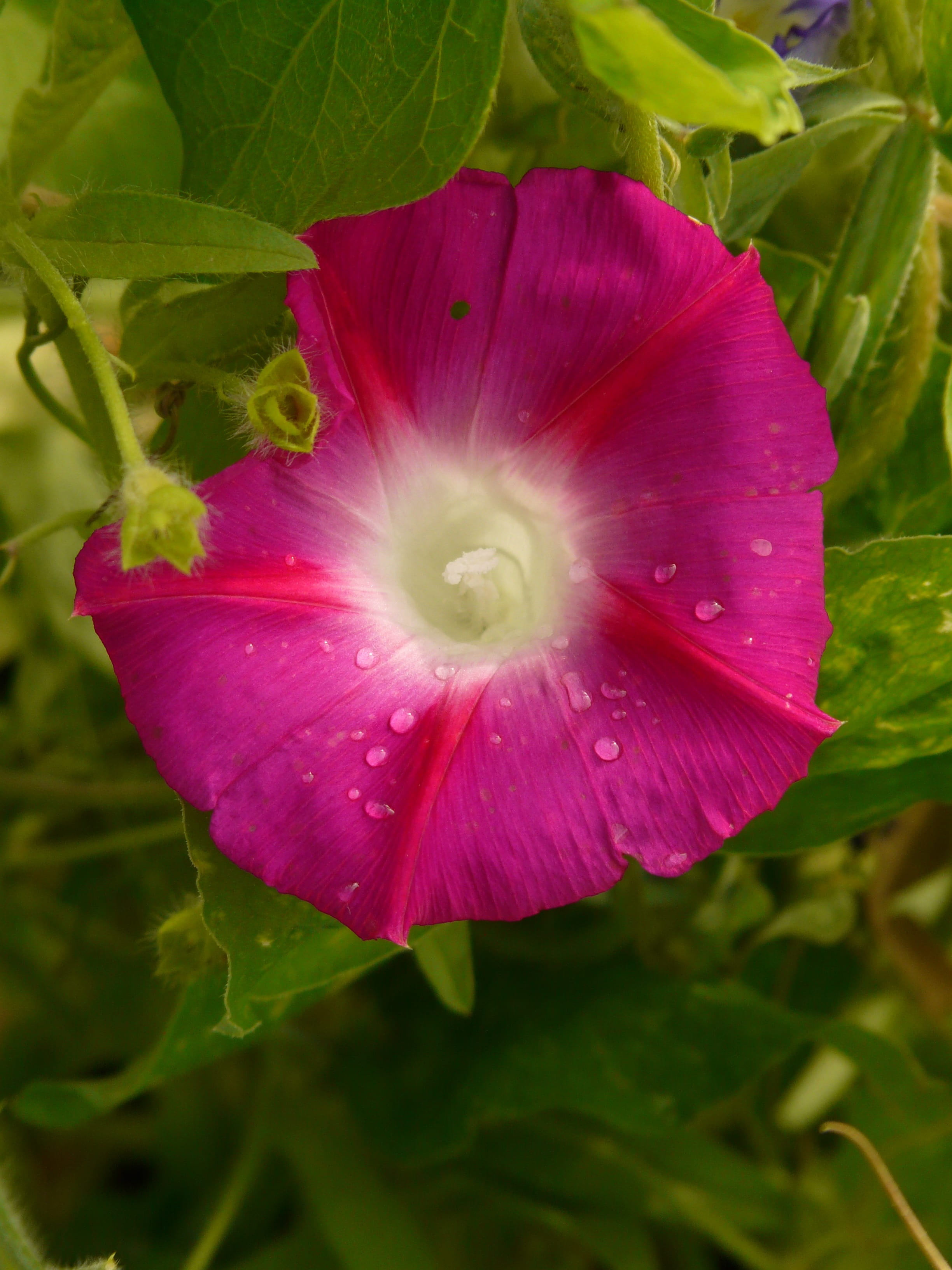 bloom, plant part, superb thread, beauty in nature, flora, flower head, purple, growth, petal, blossom, fragility, wet, freshness, vulnerability, plant, Phone HD Wallpaper