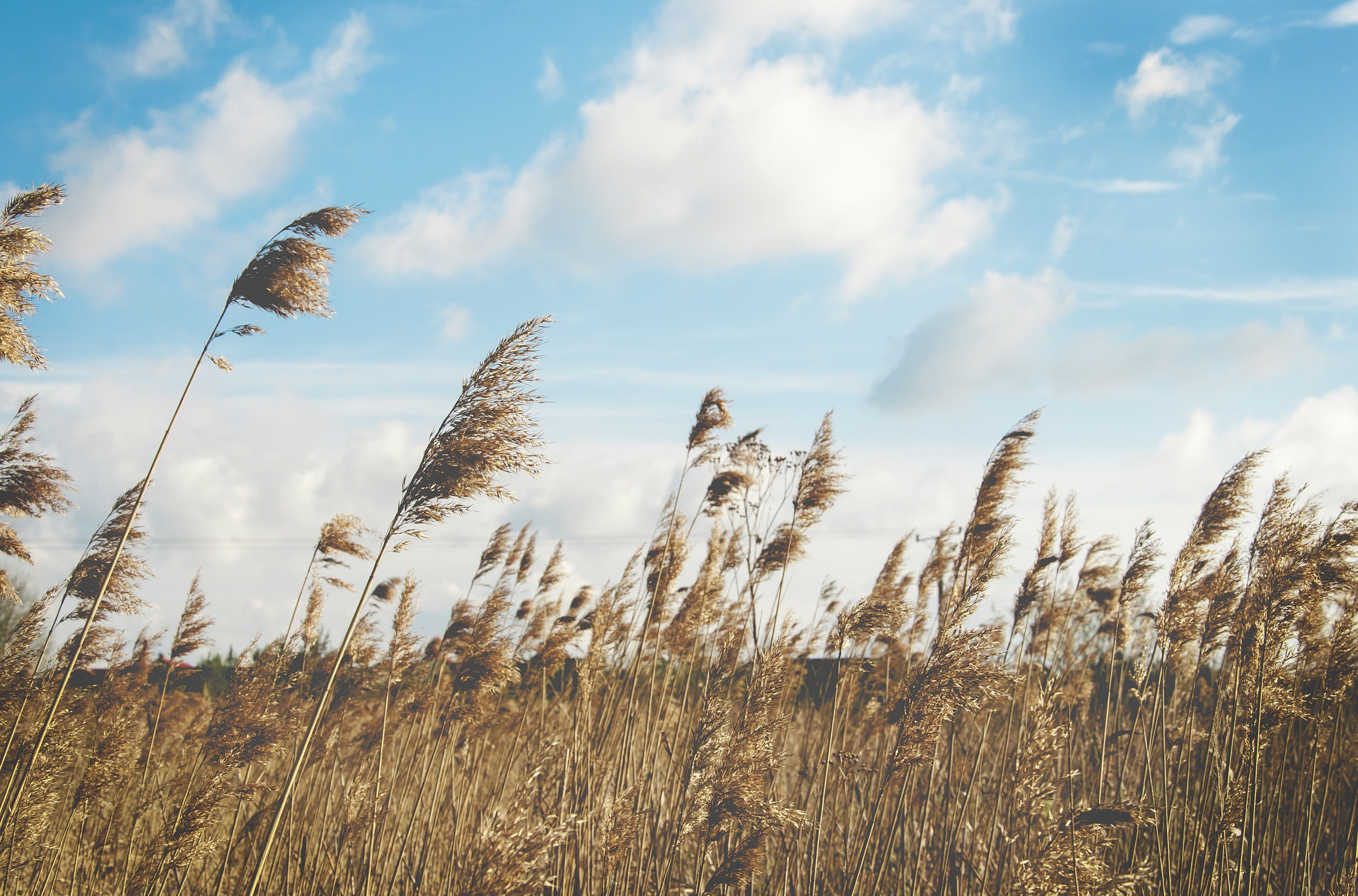 tranquility, crop, scenics - nature, wind, field, tranquil scene, grass, low angle view, 4K, stalk, beauty in nature, day, reed, outdoors, nature, land, HD Wallpaper
