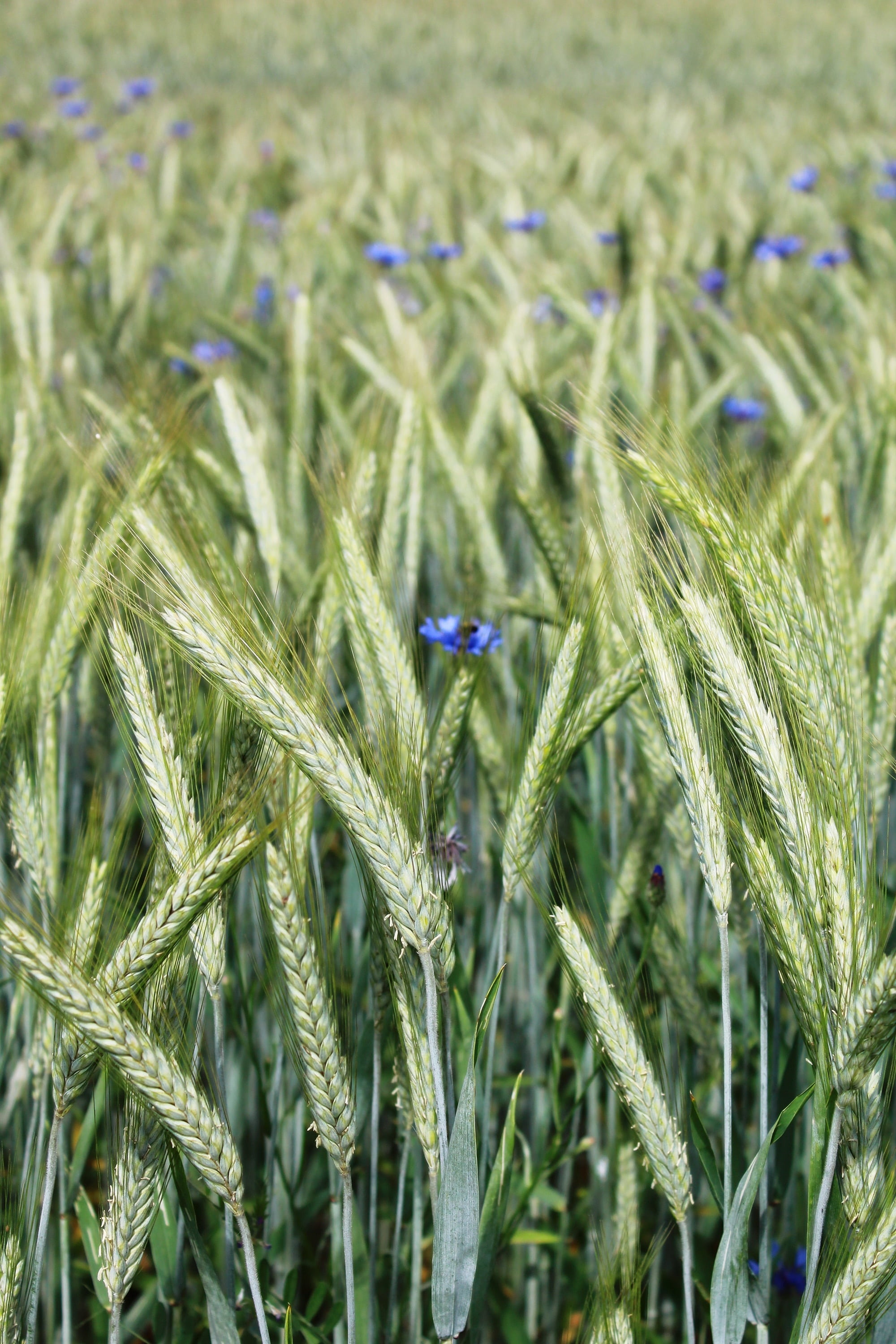 growth, green color, nature, outdoors, plant, food, cornfield, 2K, nutrition, cereal Plant, farm, field, flowers, purple, focus on foreground, barley, Phone HD Wallpaper