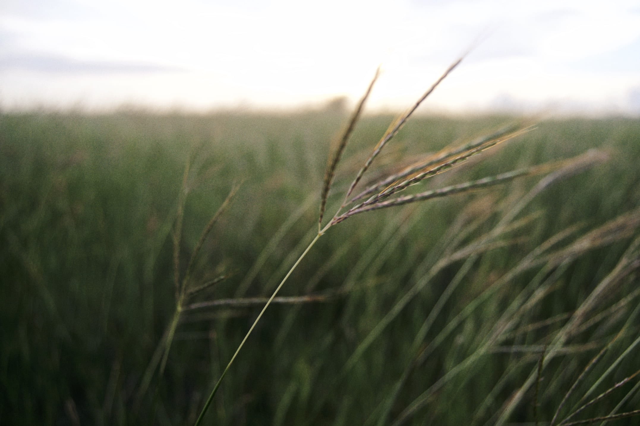 earth, landscape, rural scene, farm, outdoors, tranquility, close-up, agriculture, cereal plant, growth, wheat, sky, guantánamo bay, focus on foreground, HD Wallpaper