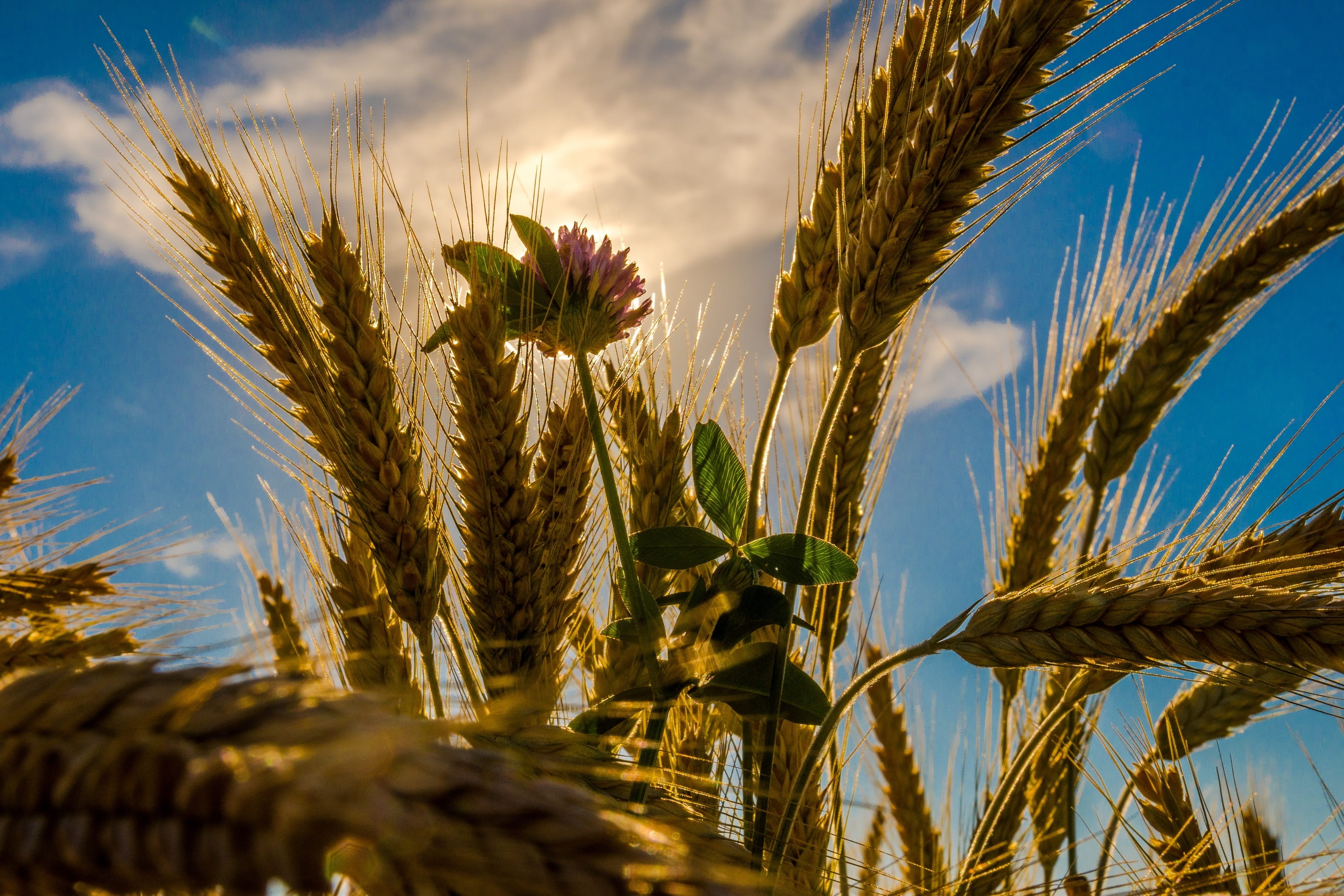 sky, golden, close-up, food, farm, cereal plant, cereals, outdoors, summer, field, plant, landscape, 2K, nature, close, red flowers, no people, land, photo, HD Wallpaper