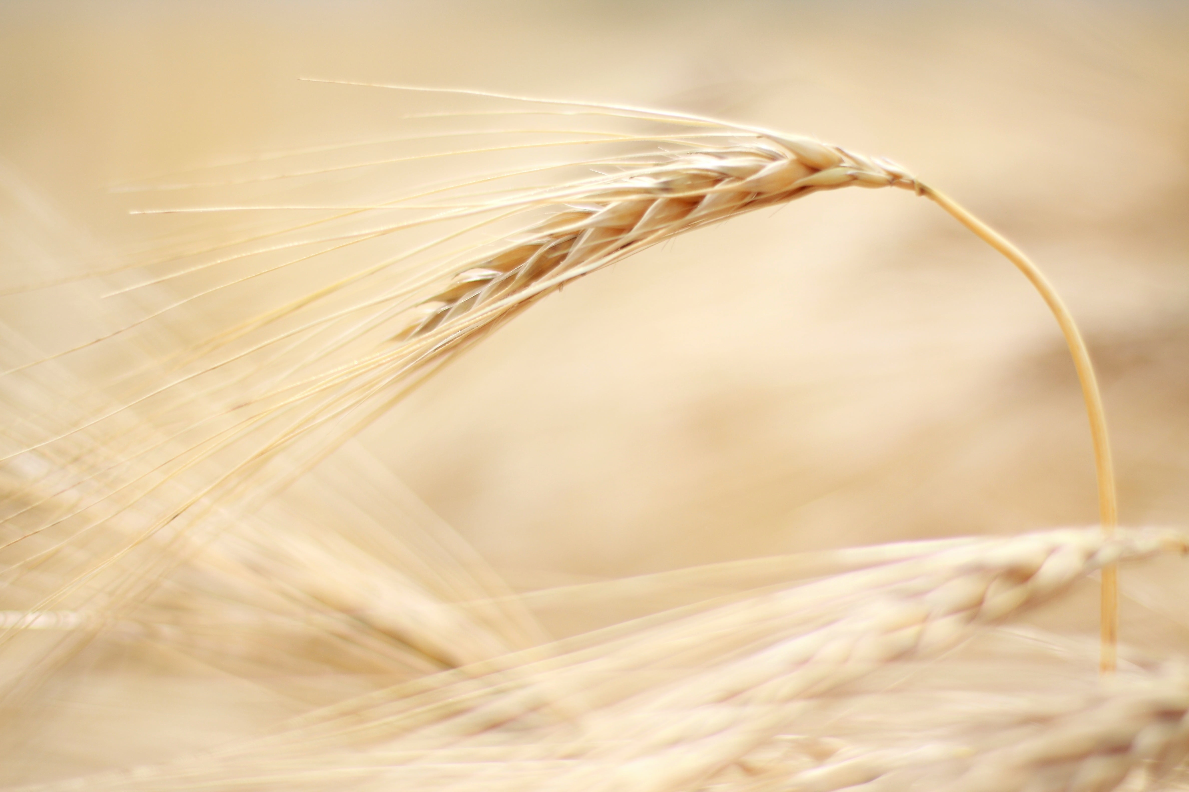 cereal Plant, no people, landscape summer, extreme close-up, close-up, rye - grain, 4K, ear, summer, grain, fields, plant stem, spike, macro, farm, straw, HD Wallpaper