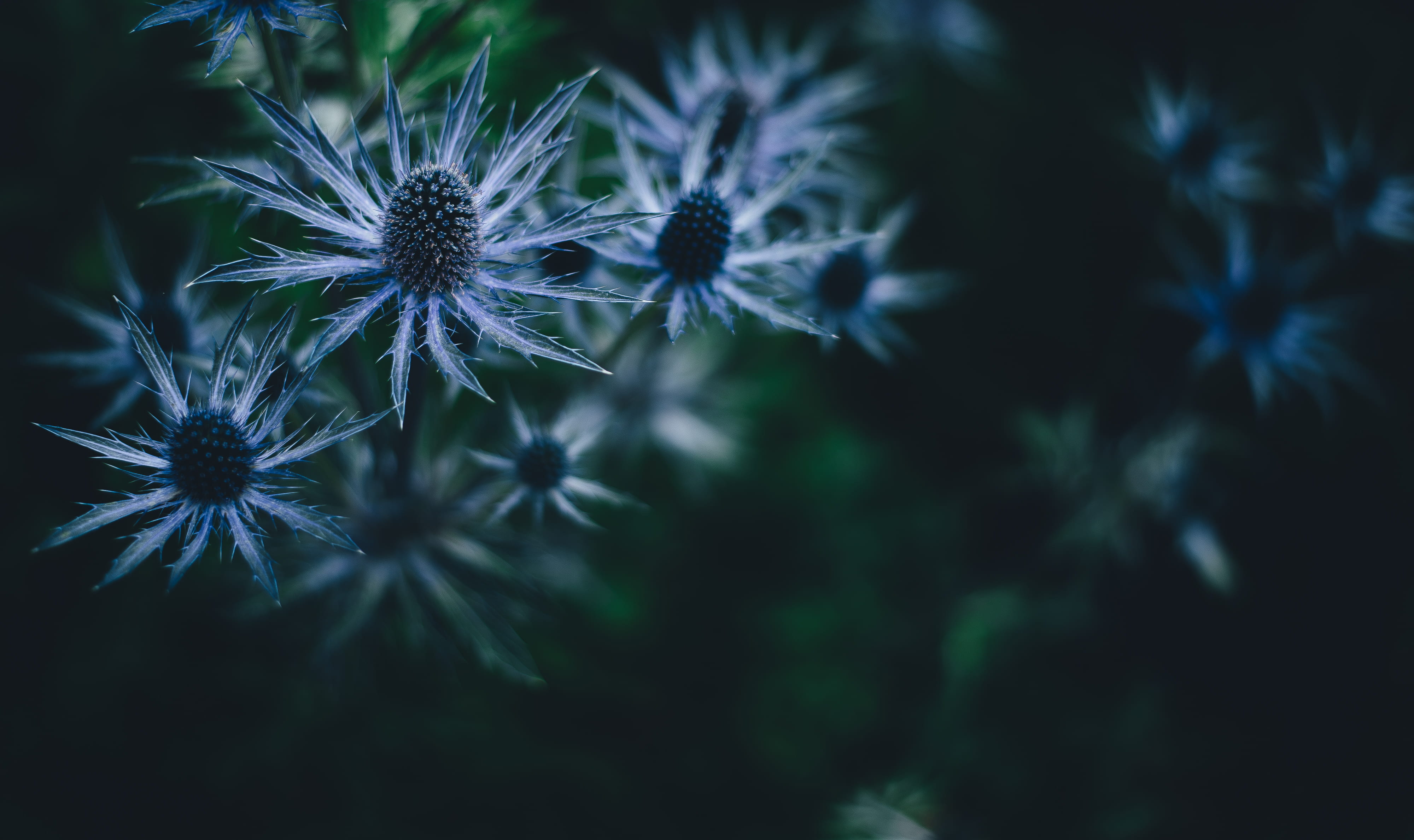 focus on foreground, flower, beauty in nature, close, day, 4K, flower head, sea holly, fragility, close-up, growth, purple, dandelion seed, floral, flora, HD Wallpaper