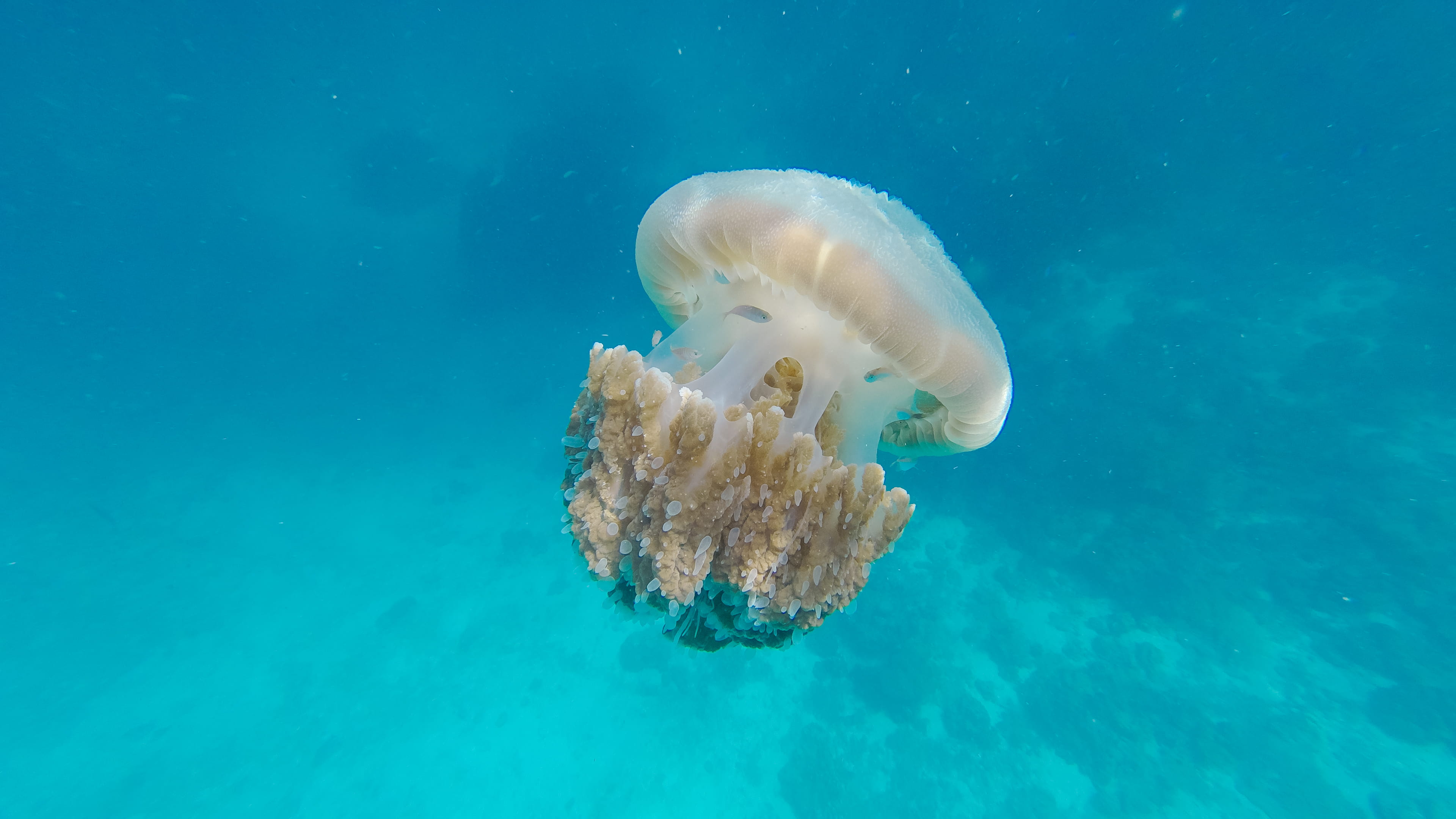 wild, tentacles, turquoise colored, sea, deep, animals in the wild, blue background, creature, glow, reef, one animal, nature, animal, clear, poison, ocean, HD Wallpaper