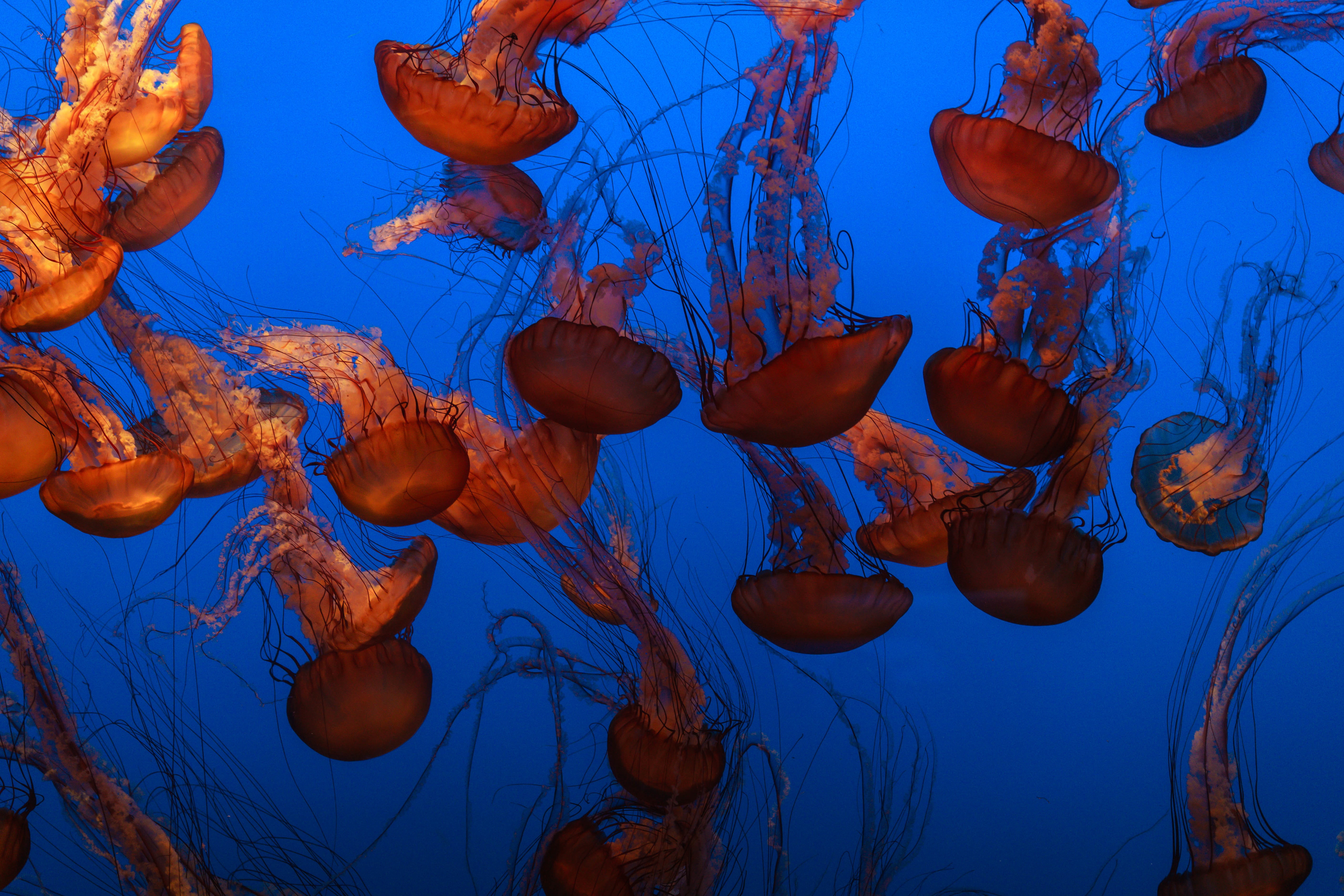 animal wildlife, fishes, ocean, blue, large group of animals, floating on water, sea, sea life, animals in the wild, jelly, invertebrate, undersea, no people, HD Wallpaper