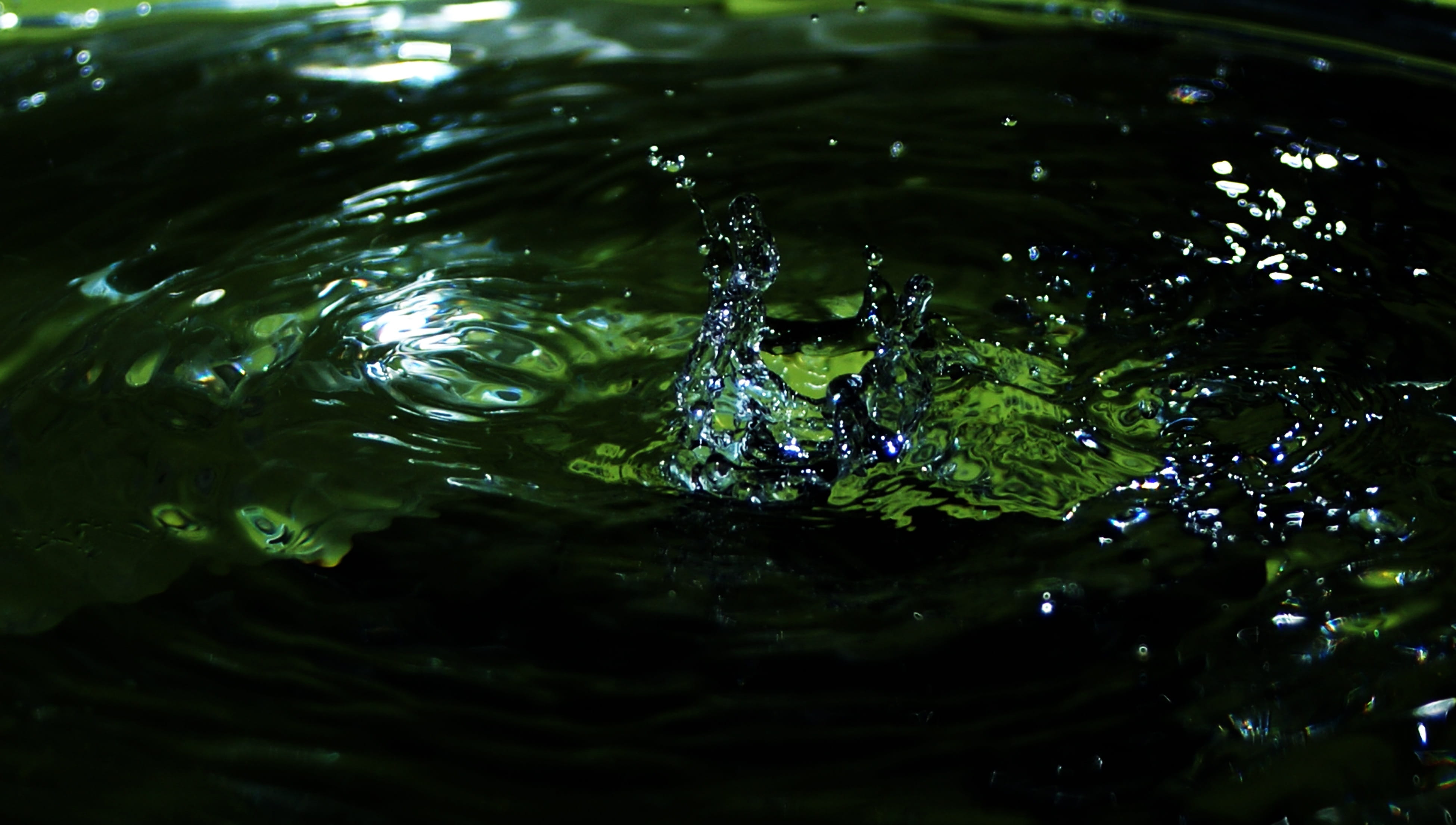splashing, motion, vertebrate, Puddle, swimming, wet, day, animal wildlife, beauty in nature, animals in the wild, lake, backgrounds, freshness, nature, HD Wallpaper