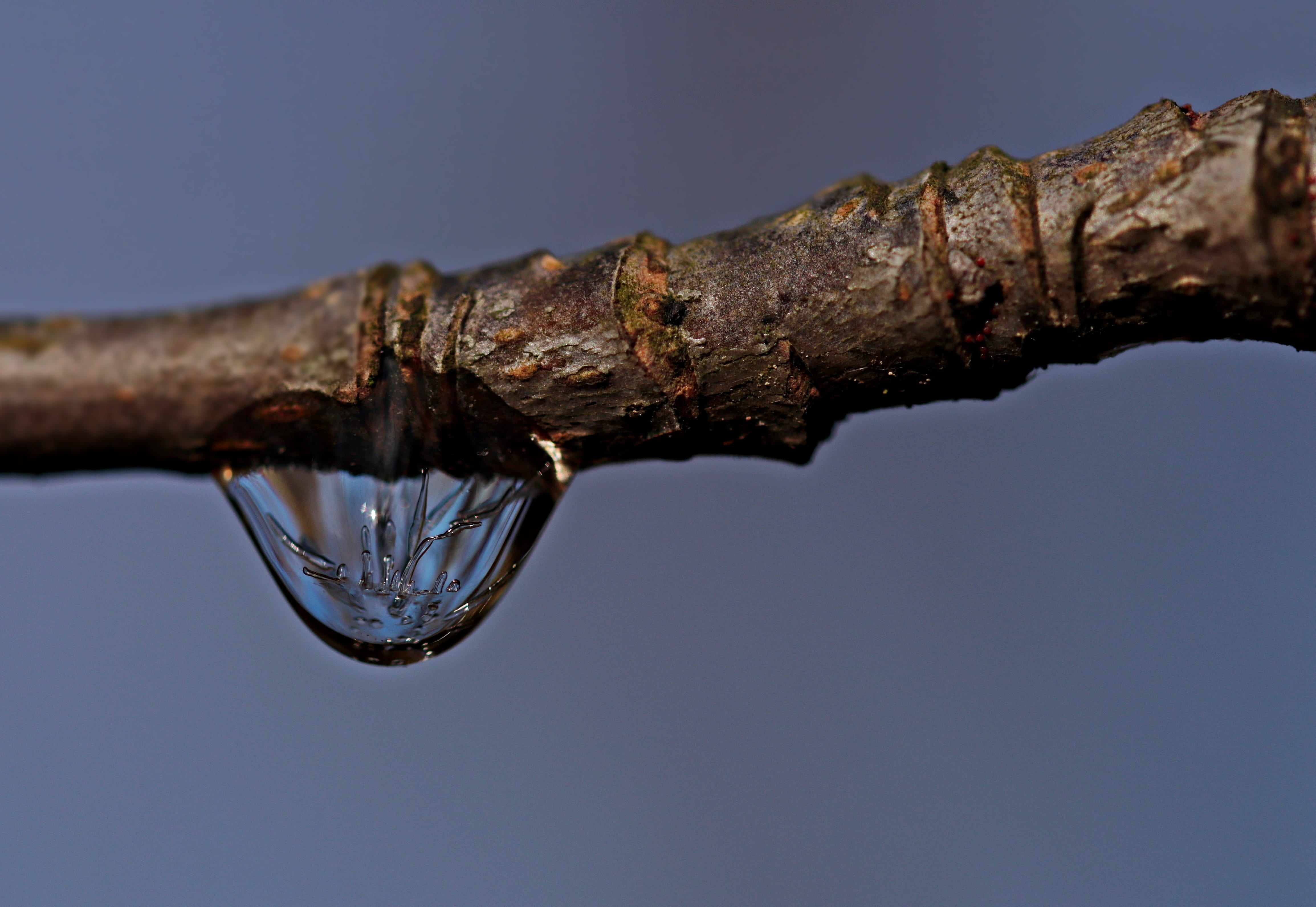 water, mirroring, rusty, transparent, macro, dewdrop, sky, close, reptile, droplet, metal, tree trunk, droplets, branch, trunk, close-up, clear sky, purity, HD Wallpaper