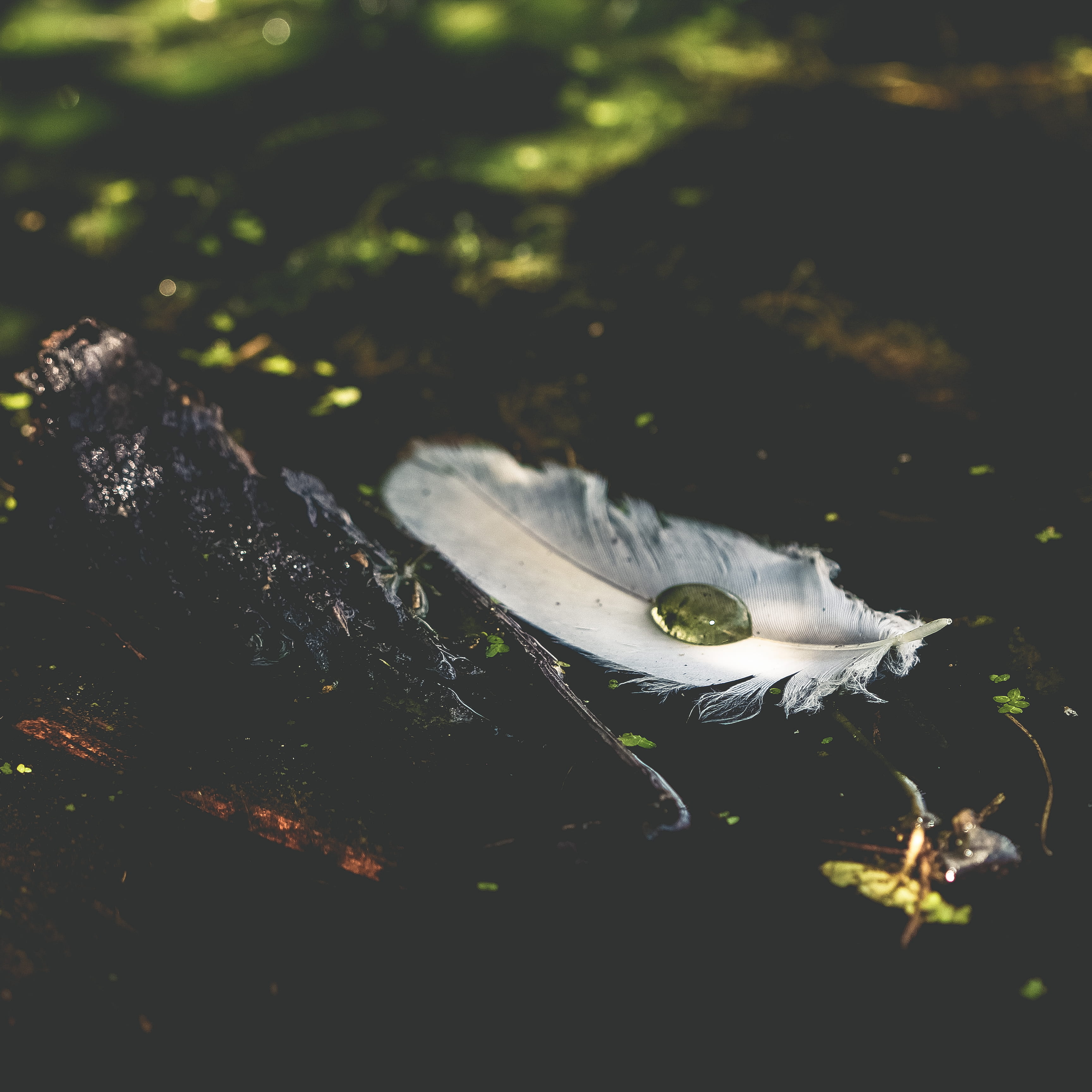 vertebrate, lake, black, outdoors, beauty in nature, feather, surface, high angle view, 2K, white, floating on water, selective focus, plant part, marine, Phone HD Wallpaper