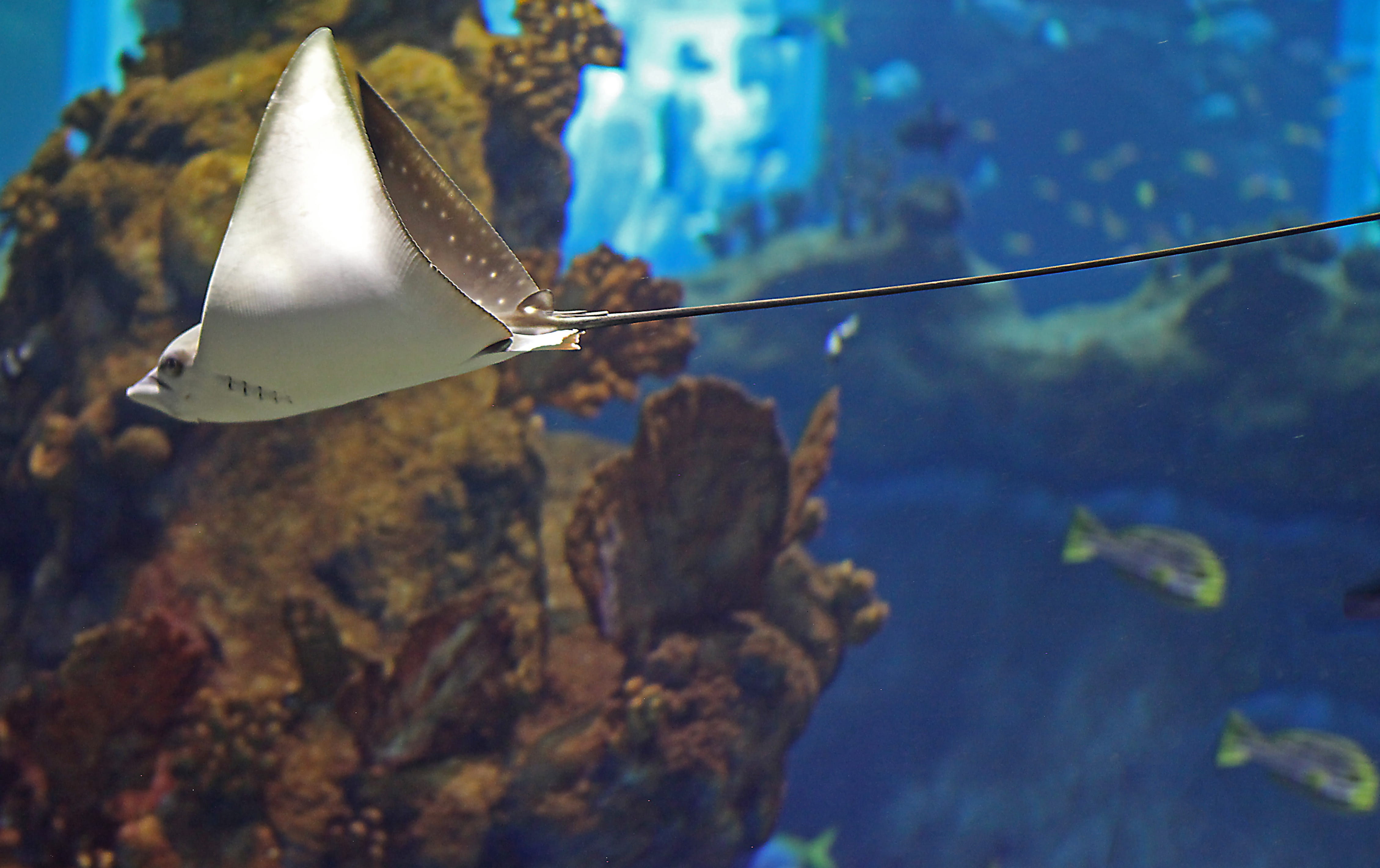 Raja, blue, stingray, Water, ray, day, zoo, animals in captivity, undersea, afrykarium, no people, swimming, marine, sea, nature, sea life, Animal, food, HD Wallpaper