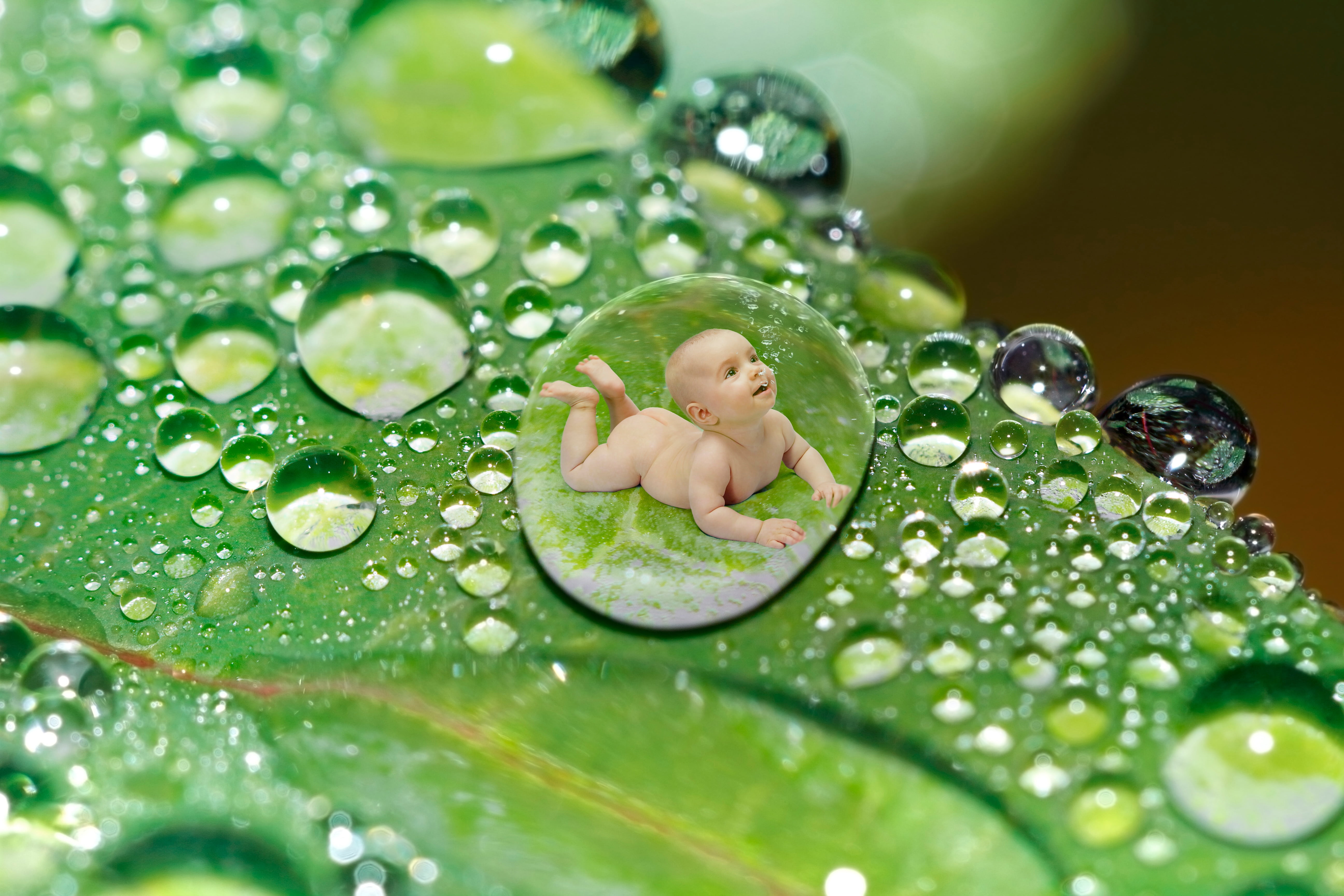 close-up, leaves, green color, food and drink, drip, nature, moist, green, plant, close, rain, baby, illustration, selective focus, food, indoors, day, HD Wallpaper