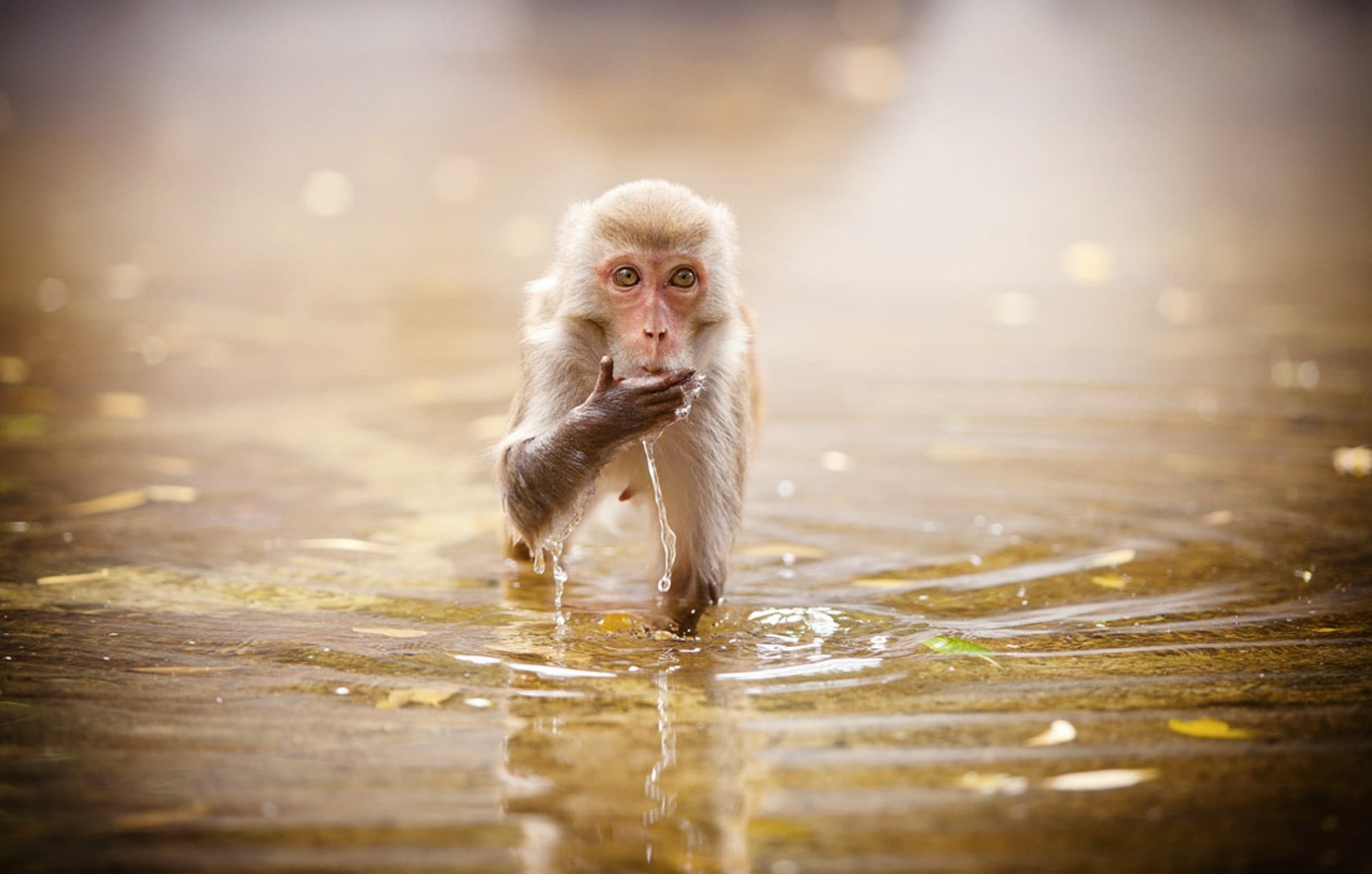portrait, monkey, one animal, mammal, brown, macaque, animals in the wild, looking, sunlight, selective focus, nature, animals, 1080P, primate, day, vertebrate, HD Wallpaper