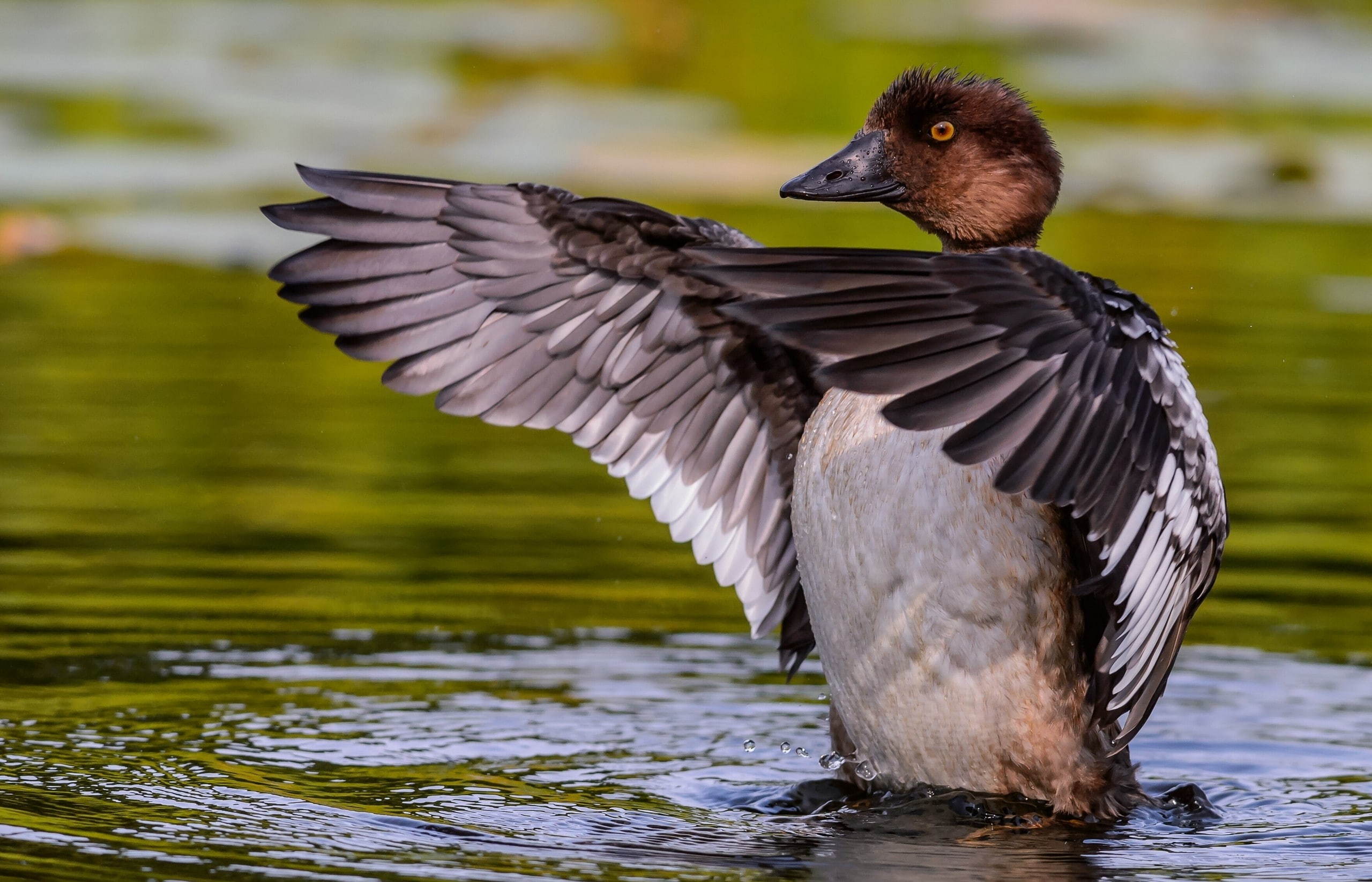 duck, 2K, ripples, birds, water, animals, HD Wallpaper