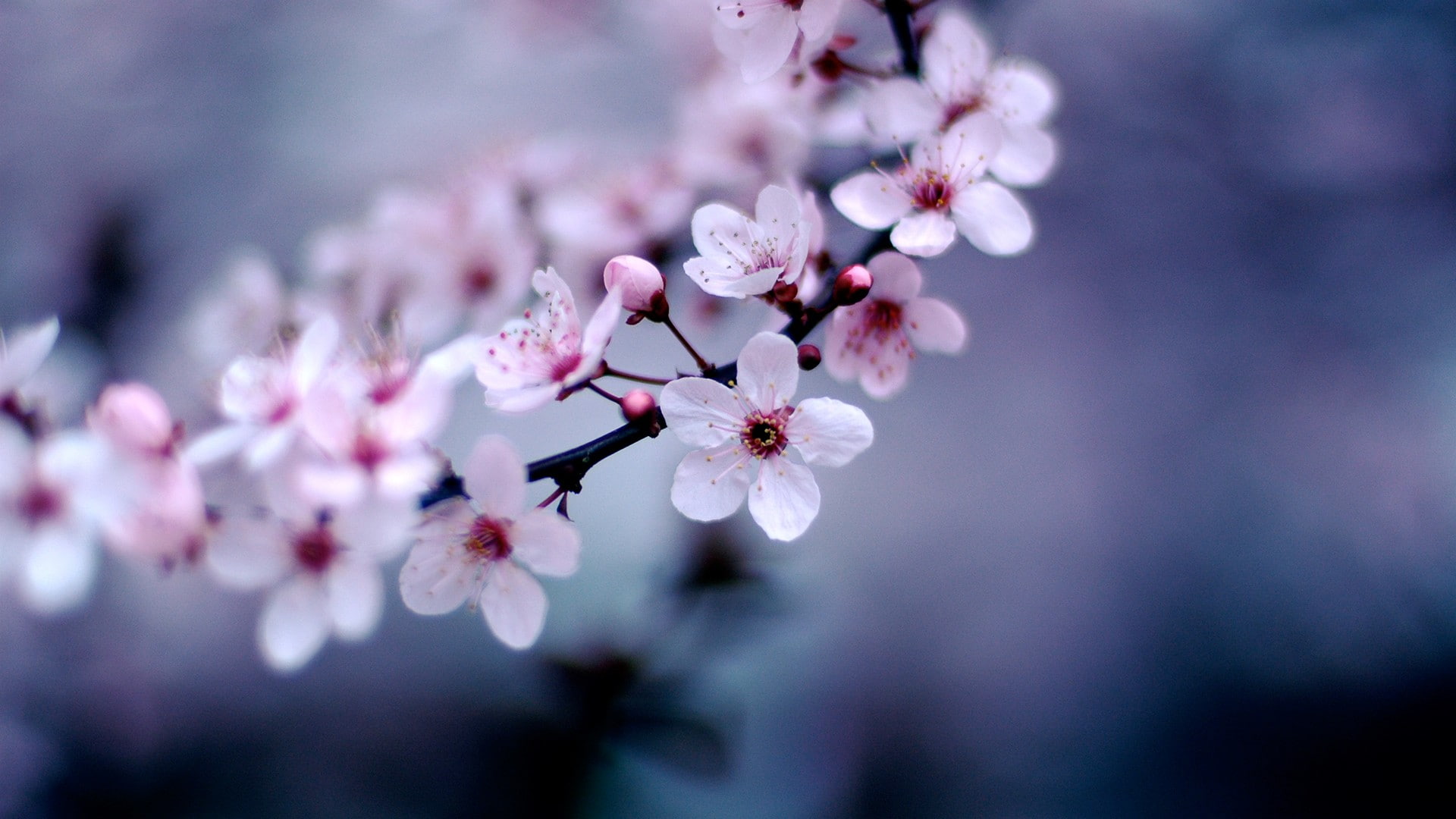 blossom, violet, 1080P, purple, flowers, HD Wallpaper