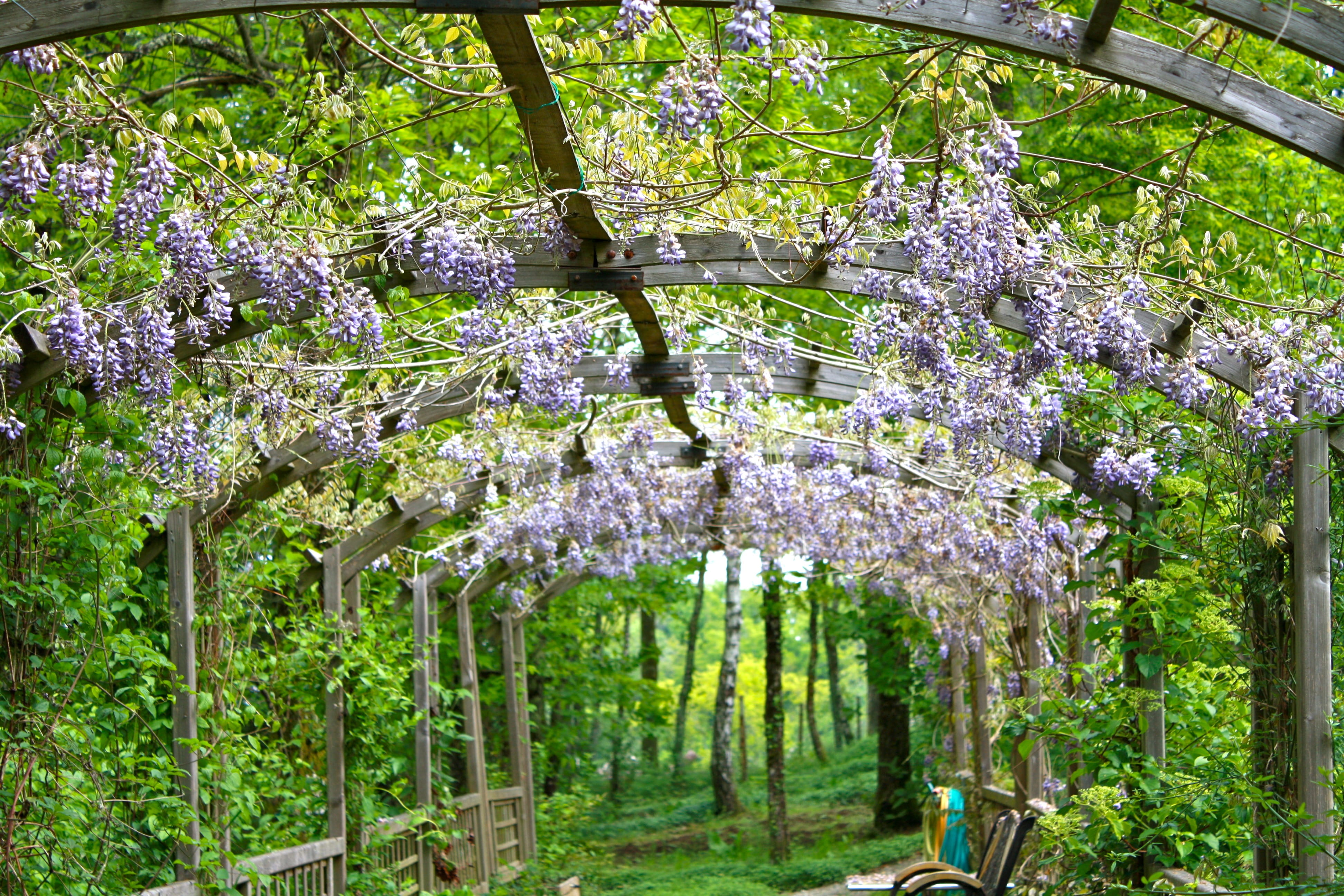 vulnerability, flowering, colorful, outdoors, floral, bright, flowers, petaled, green color, gardening, tranquility, flower, freshness, day, vines, flowering plant, HD Wallpaper