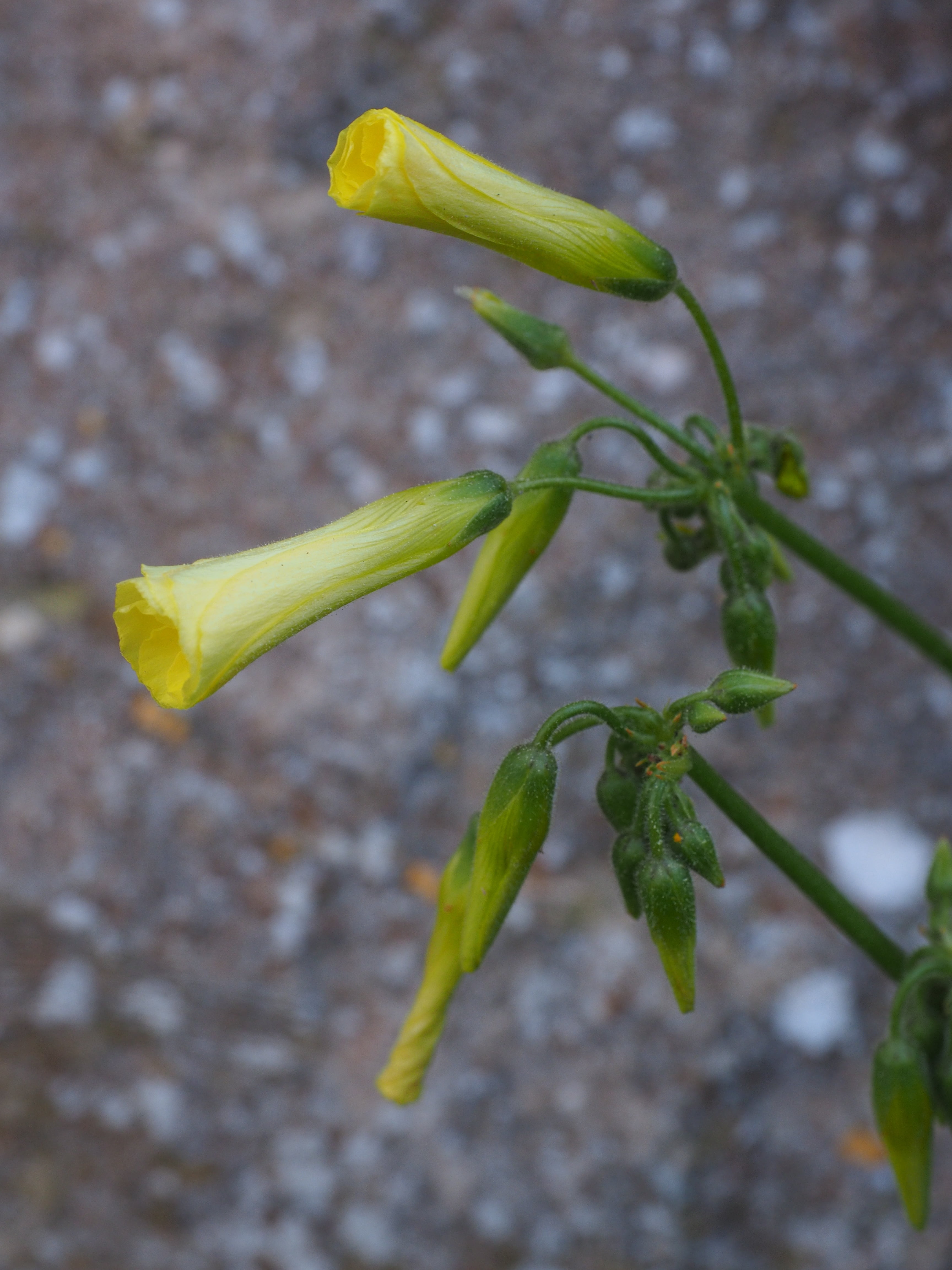 trumpet shaped, beginnings, 4K, tube like, tubular, bush, growth, yellow, medicinal plant, outdoors, stimulant, no people, beauty in nature, bloom, freshness, Phone HD Wallpaper