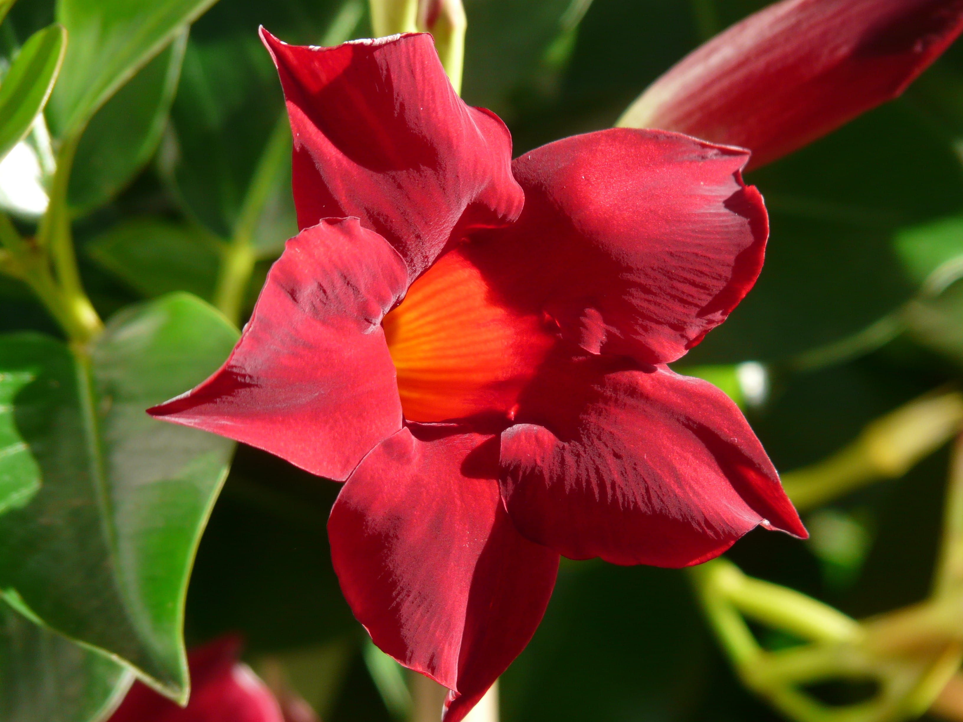bloom, velvety red, plant part, flowering plant, neotropical liana, day, beauty in nature, growth, climber plant, funnel like, bell shaped, petal, inflorescence, HD Wallpaper