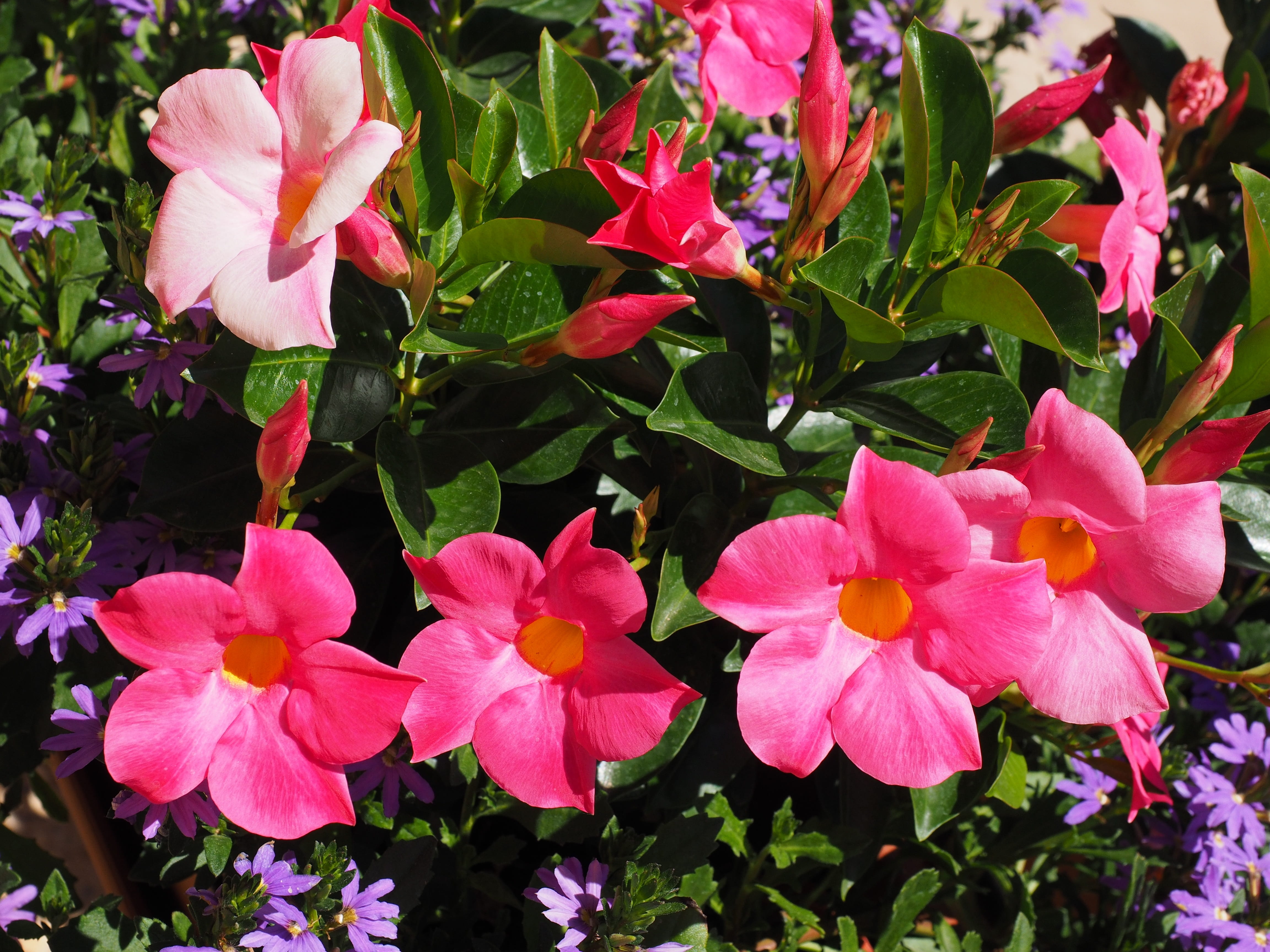 pink color, inflorescence, garden plant, pollen, focus on foreground, fiery, climber, bell shaped, fragility, spring, sundaville, bloom, mandevilla, dog gift greenhouse, HD Wallpaper