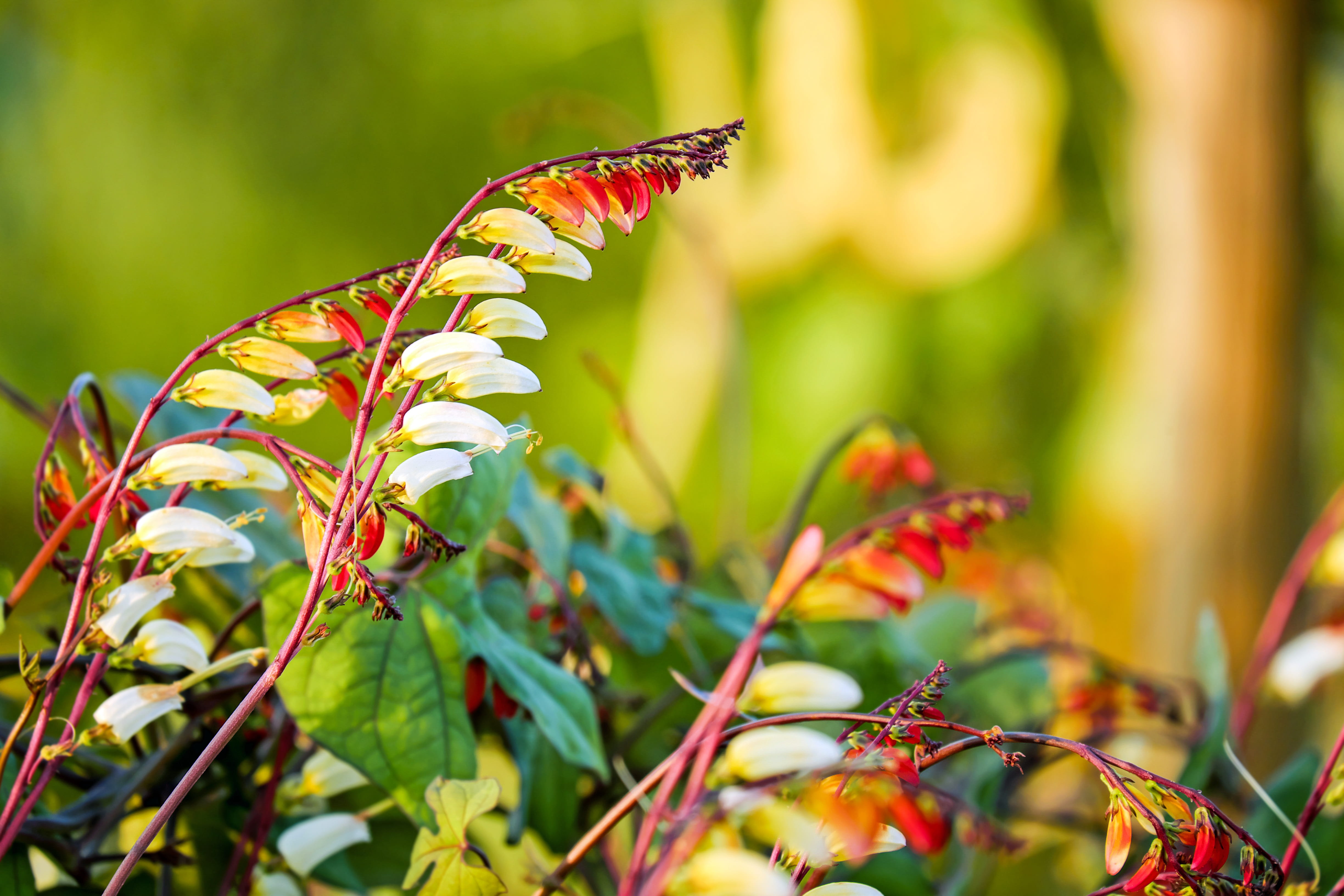 beauty in nature, animal, star winds, animals in the wild, plant, butterfly - insect, close-up, invertebrate, petaled, summer, single flowers, yellow, nature, HD Wallpaper