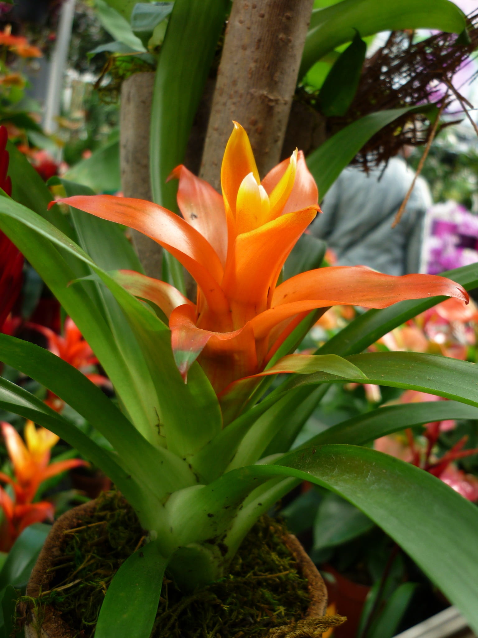 botany, orange, flower, focus on foreground, petal, growth, sword-leaved, 1080P, outdoors, fragility, close-up, leaf, orange color, vulnerability, blattrosette, Phone HD Wallpaper