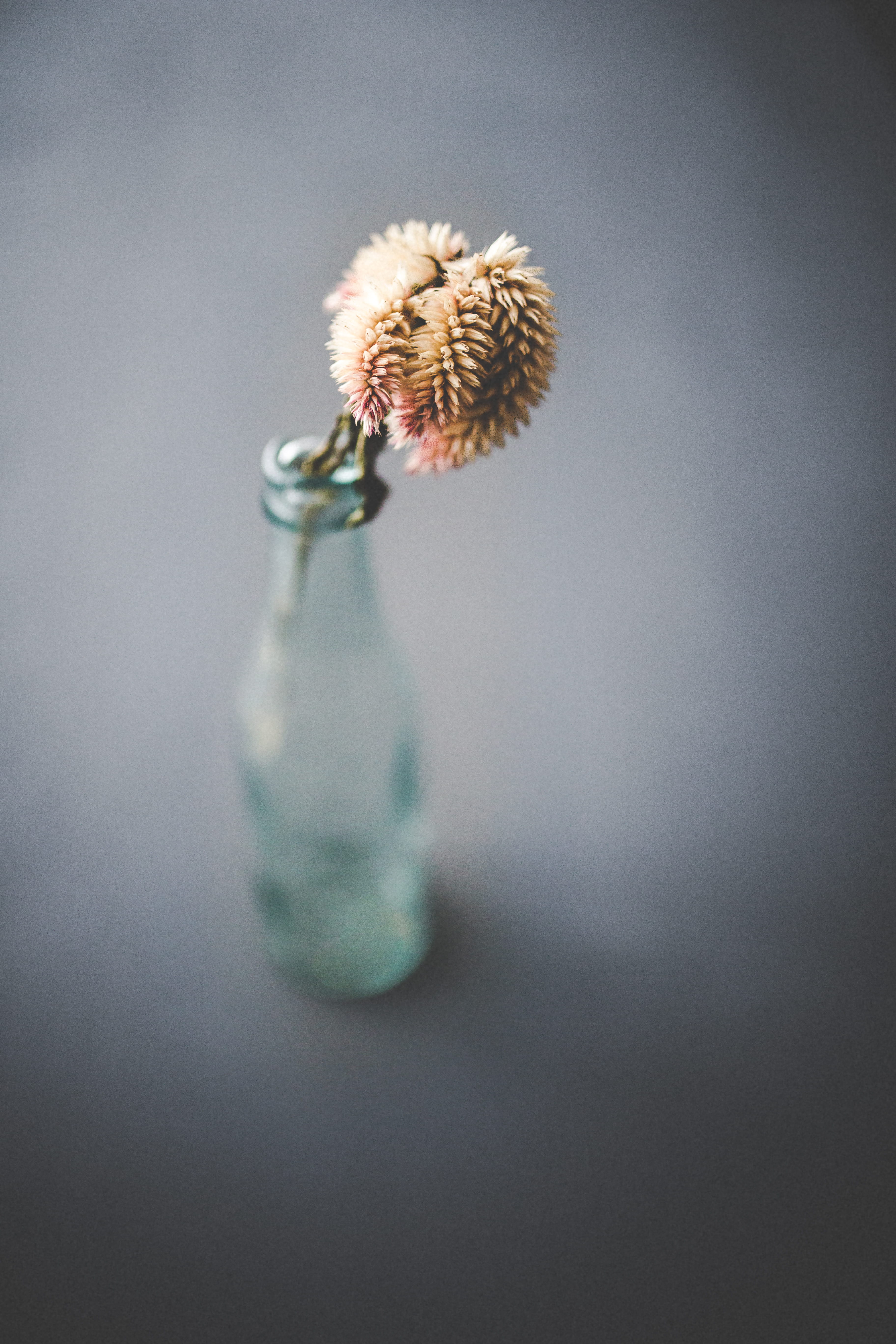 plant, beauty in nature, fragility, selective, photo, glass, pink, growth, gray background, freshness, inflorescence, indoors, black, bottle, nature, close-up, Phone HD Wallpaper