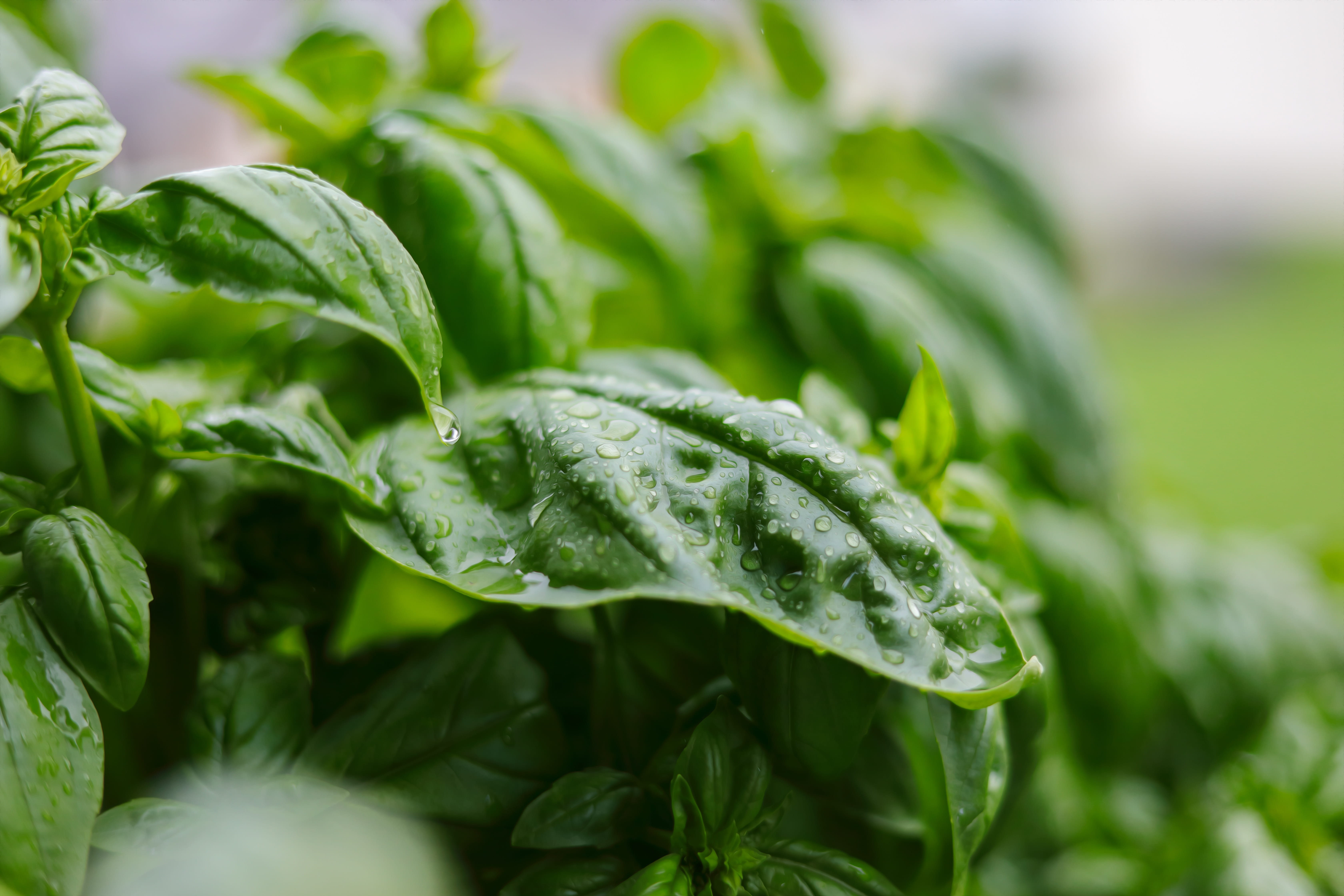 gardening, garden, tasty, no people, healthy, green color, herb pot, mediterranean, plant part, Frisch, outdoors, kitchen spice, water, Plant, plug, growth, HD Wallpaper
