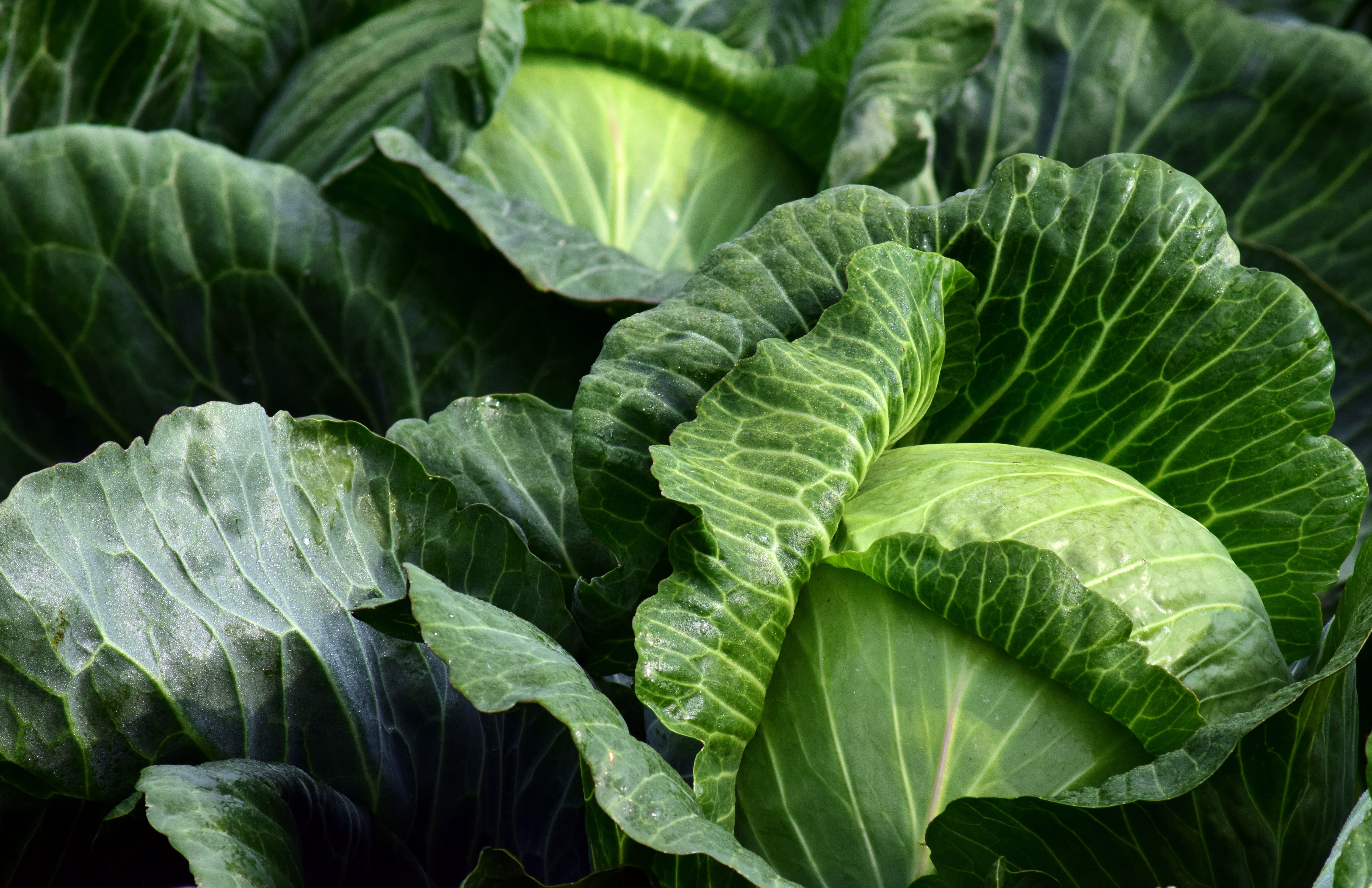 herb cultivation, healthy eating, outdoors, cabbages, close-up, day, vegetable, vegetable growing, freshness, garden, full frame, photography, vitamins, HD Wallpaper