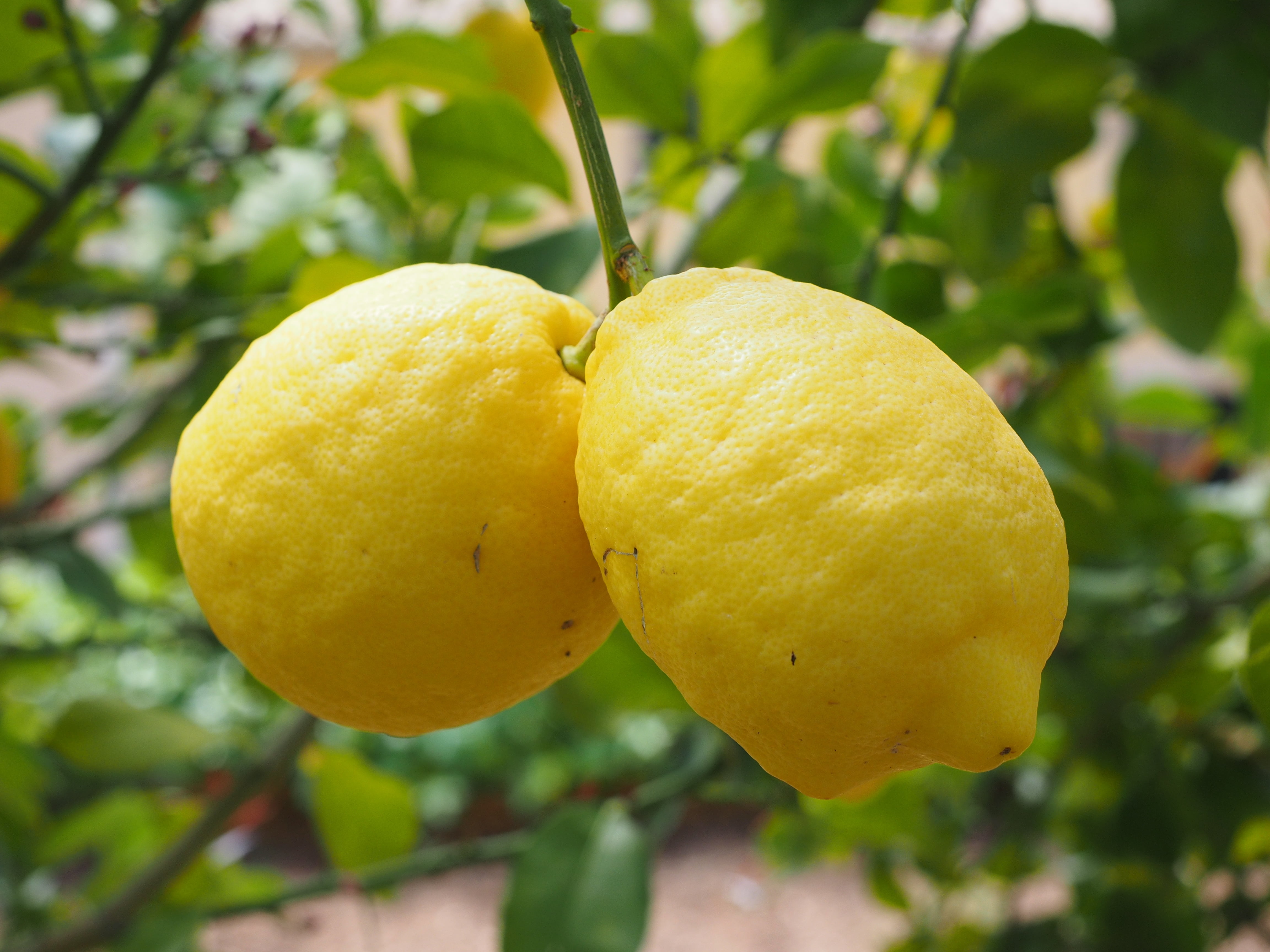 two, focus on foreground, healthy Eating, branch, freshness, agriculture, yellow, 4K, ripe, plant, outdoors, close-up, summer, day, no People, nature, HD Wallpaper