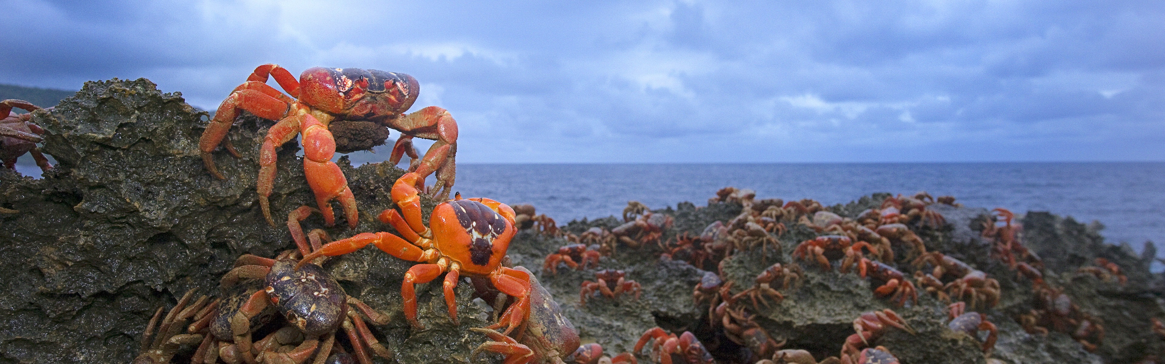 Red, Australia, Island, Crab, 4K, Christmas, HD Wallpaper