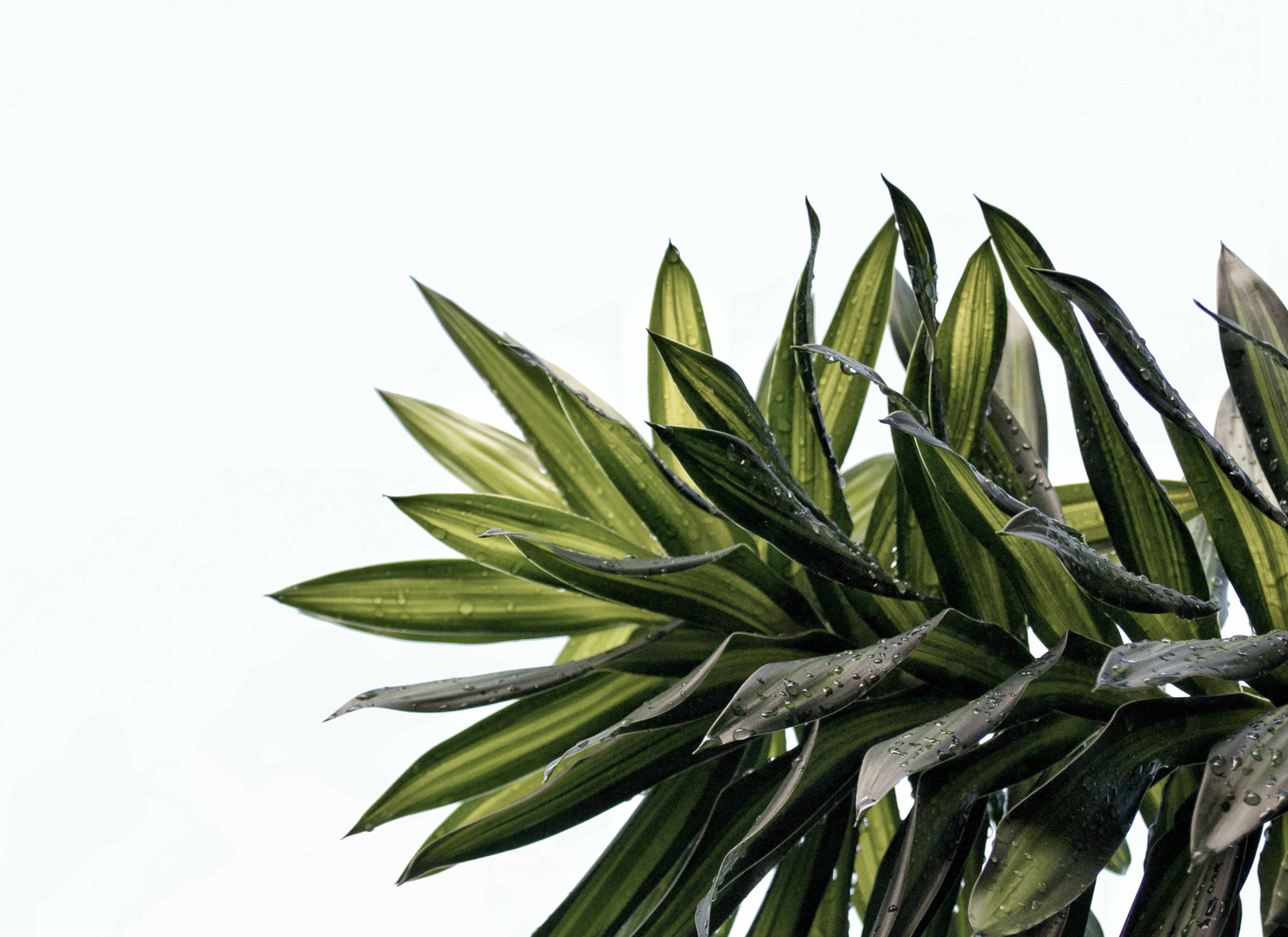 sky, food, indoors, leafe, garden, food and drink, outdoors, leaves, plants, pilipina, growth, leafed, beauty in nature, no people, clear sky, droplet, HD Wallpaper