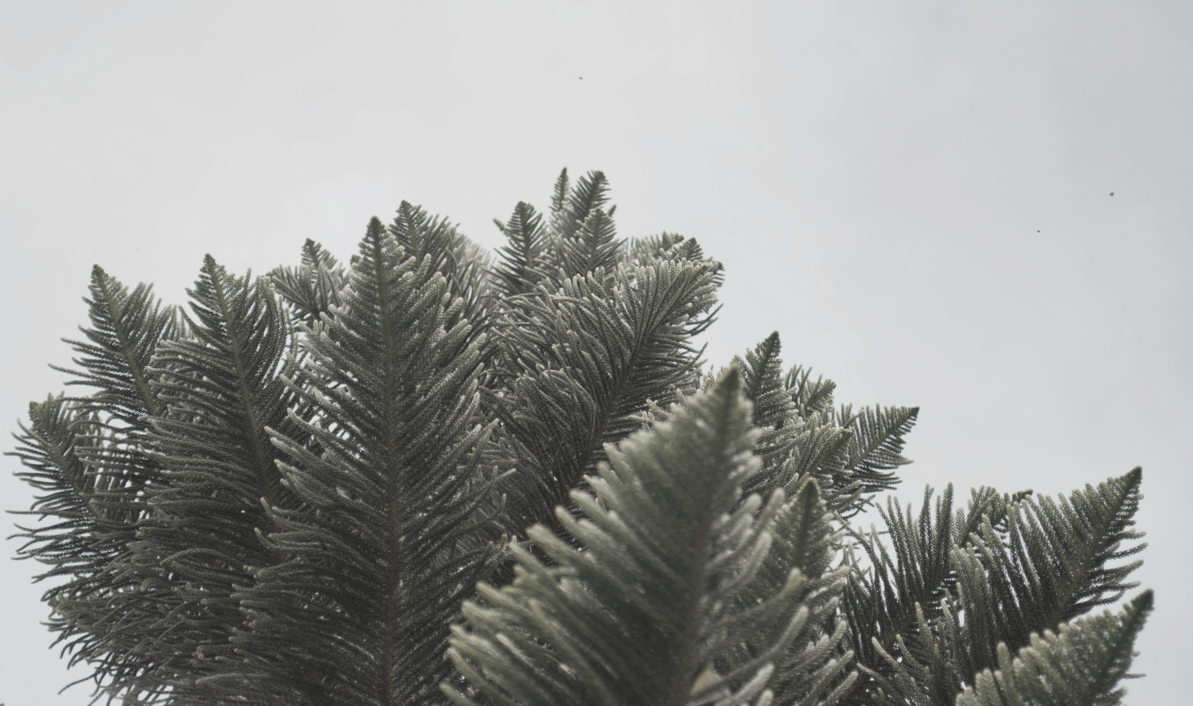 pilipinas, breeze, growth, day, outdoors, leaves, minimalist, close-up, coniferous tree, beauty in nature, philippines, tranquility, clear sky, no people, HD Wallpaper
