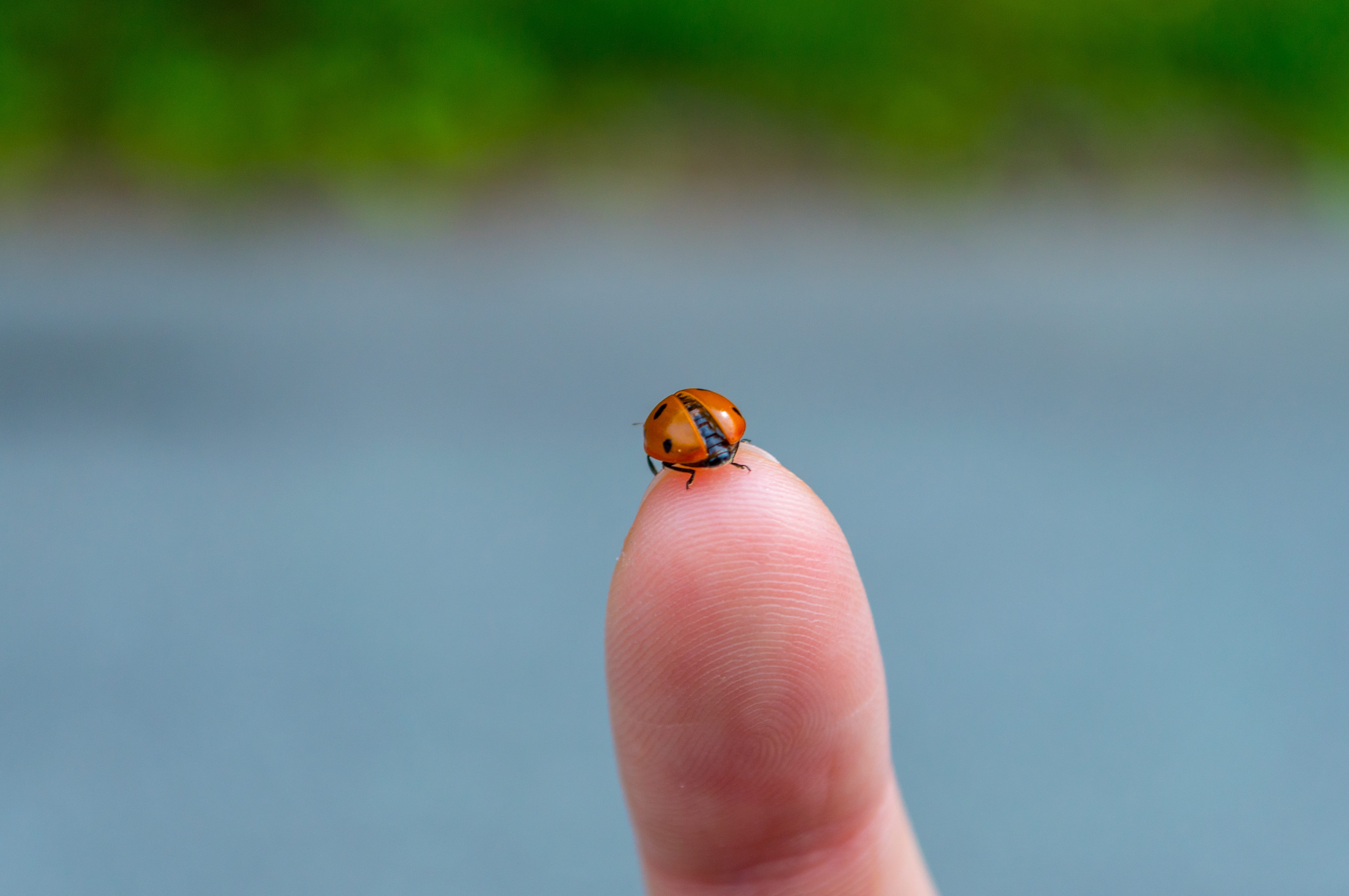 focus on foreground, leisure activities, thumbs up, insect, beli iskar, day, 4K, ground, lady bug, pattern, animals in the wild, person, human hand, outdoors, HD Wallpaper