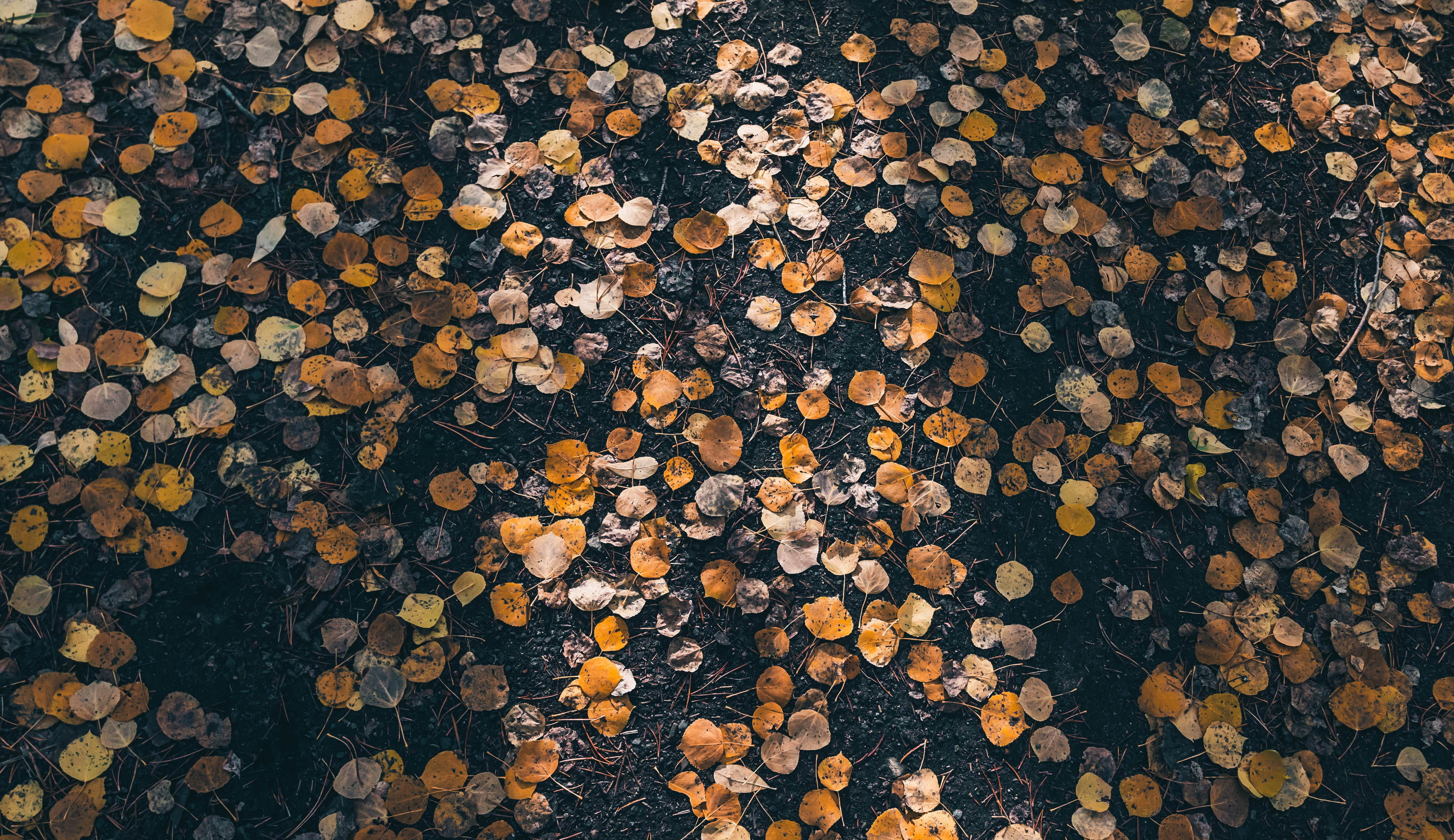 stack, grain, road, sweets, deforestation, nature, forest, money, fuel and power generation, cork, pattern, tree, firewood, lumber industry, full frame, HD Wallpaper