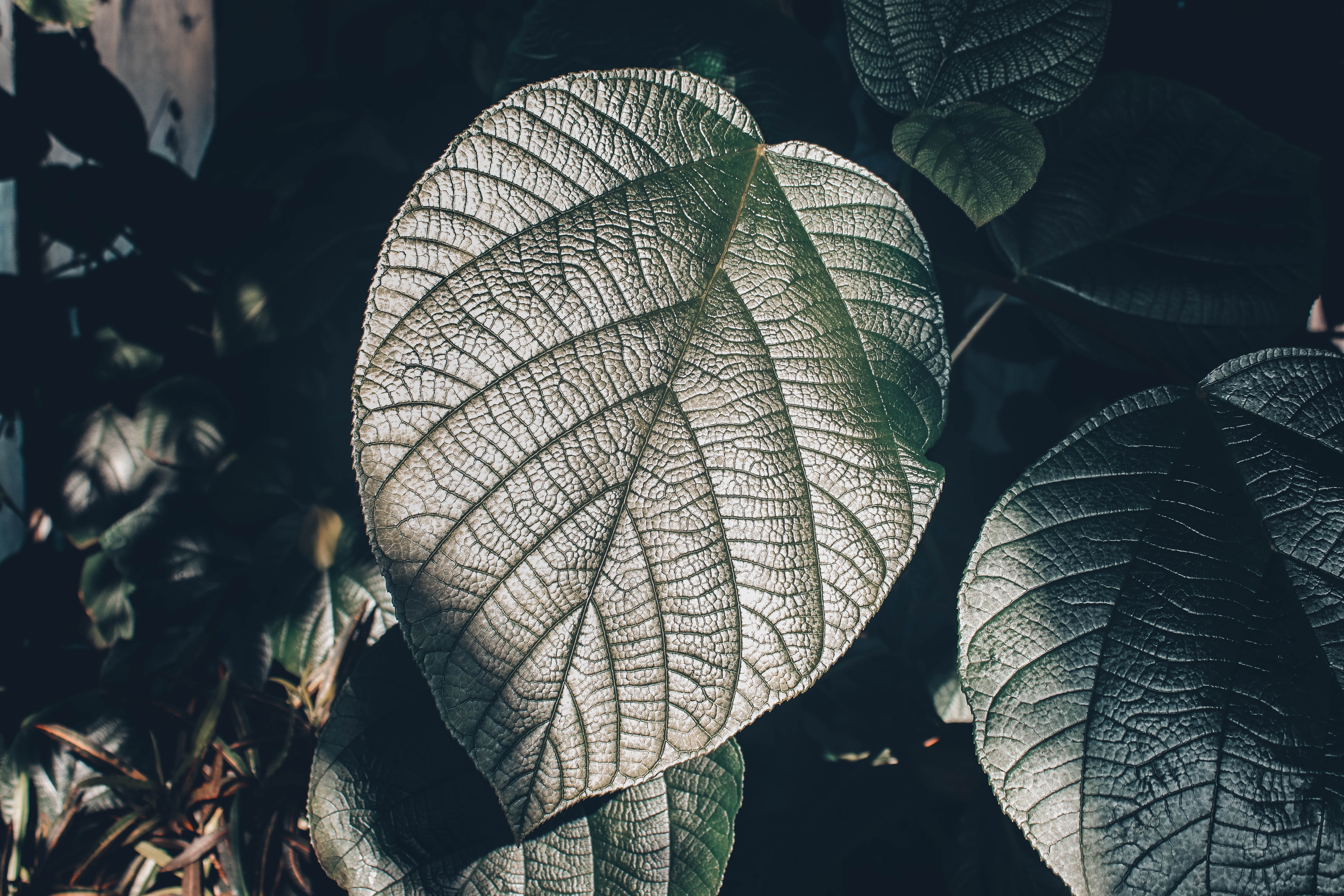 botany, leaf, growth, reptile, leaf vein, crystal, plant part, vulnerability, iris, strap, plant, natural condition, beauty in nature, tranquility, radiator, HD Wallpaper