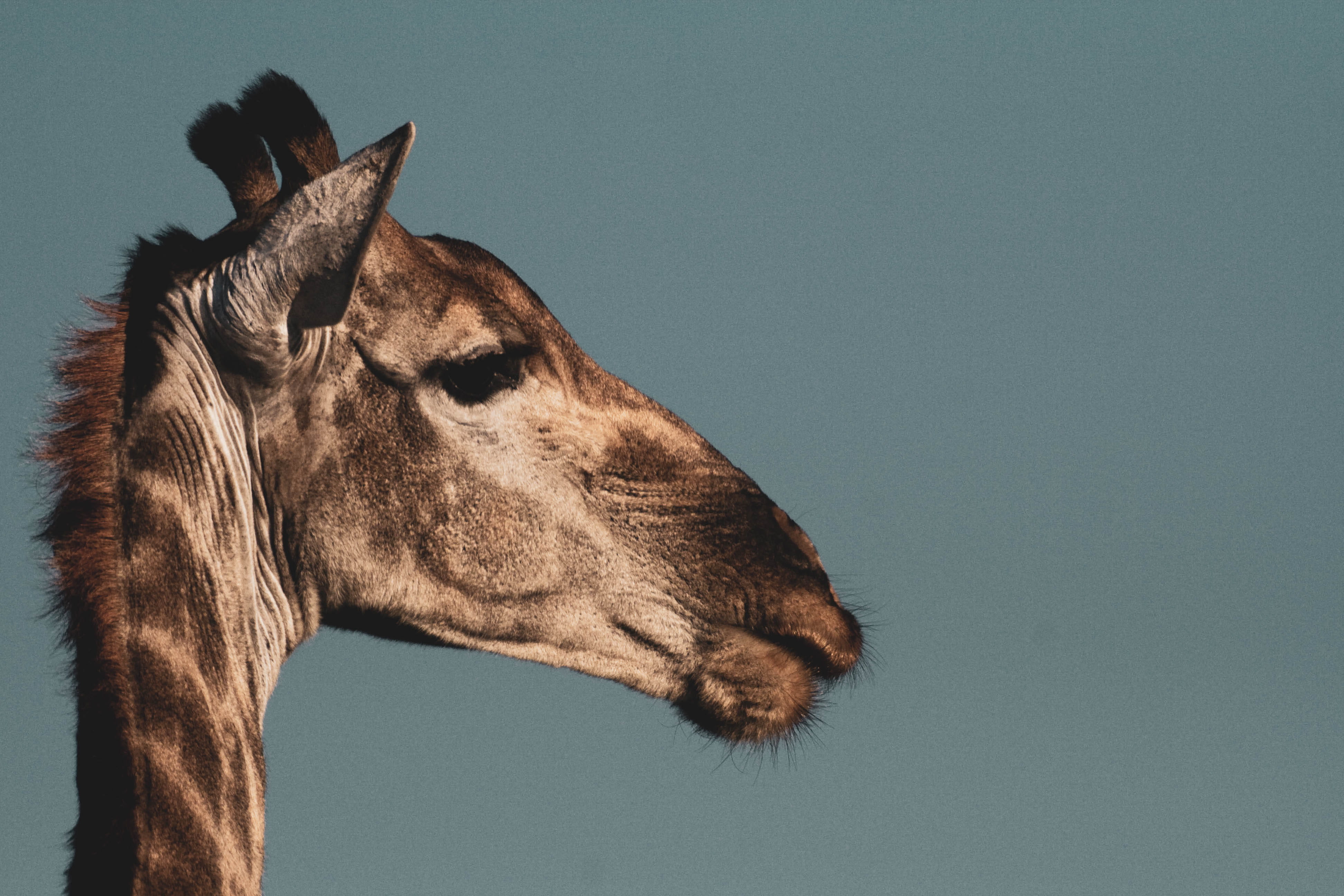 pets, one animal, sloth, symbol, close, astronomy, impala, profile view, money, domestic, s, 4K, no people, animal themes, animal head, moose, giraffe, HD Wallpaper